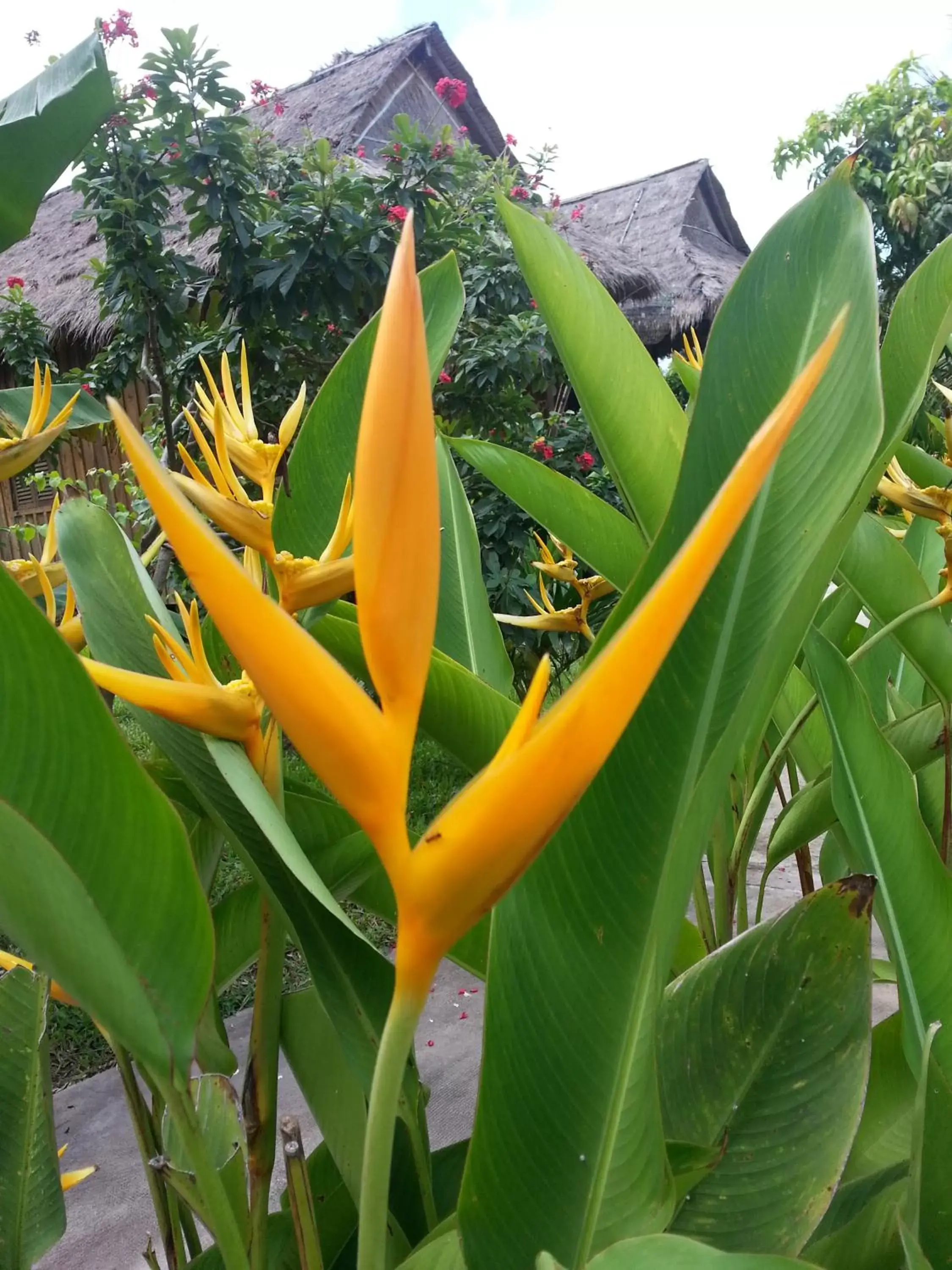 Garden in Bird of Paradise Bungalows