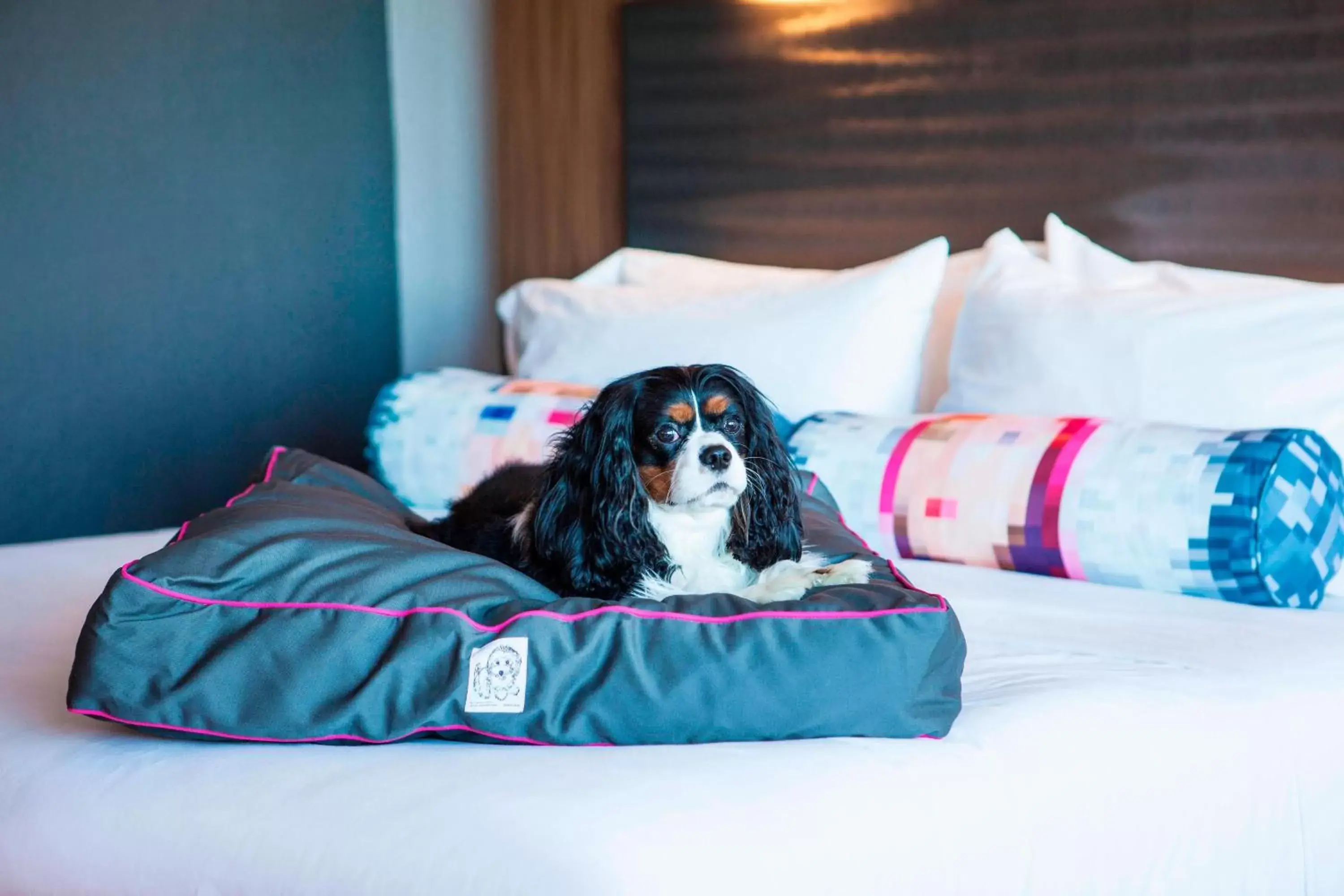 Other, Pets in Aloft Miami Dadeland