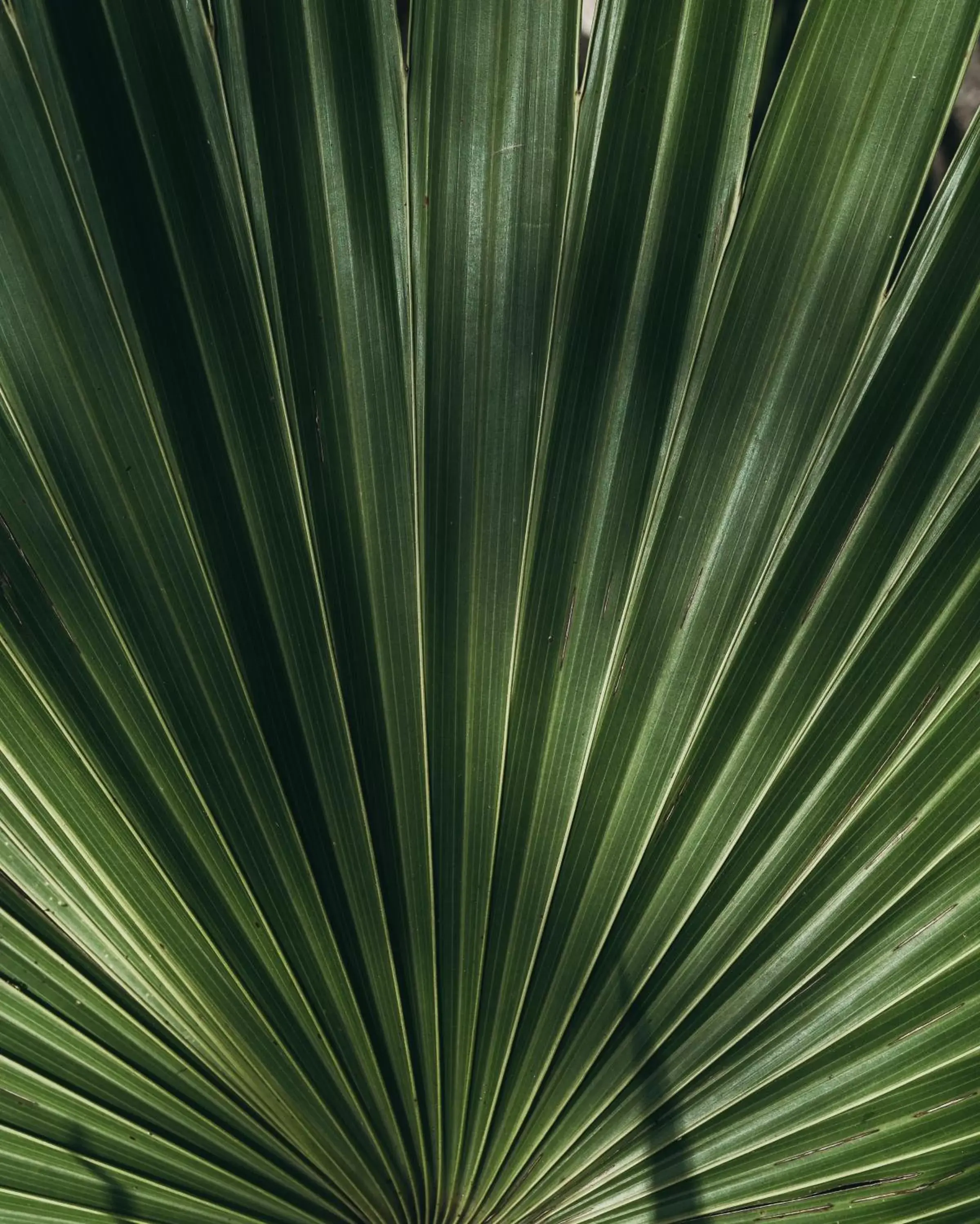 Decorative detail in Zamna eco-lodge Tulum