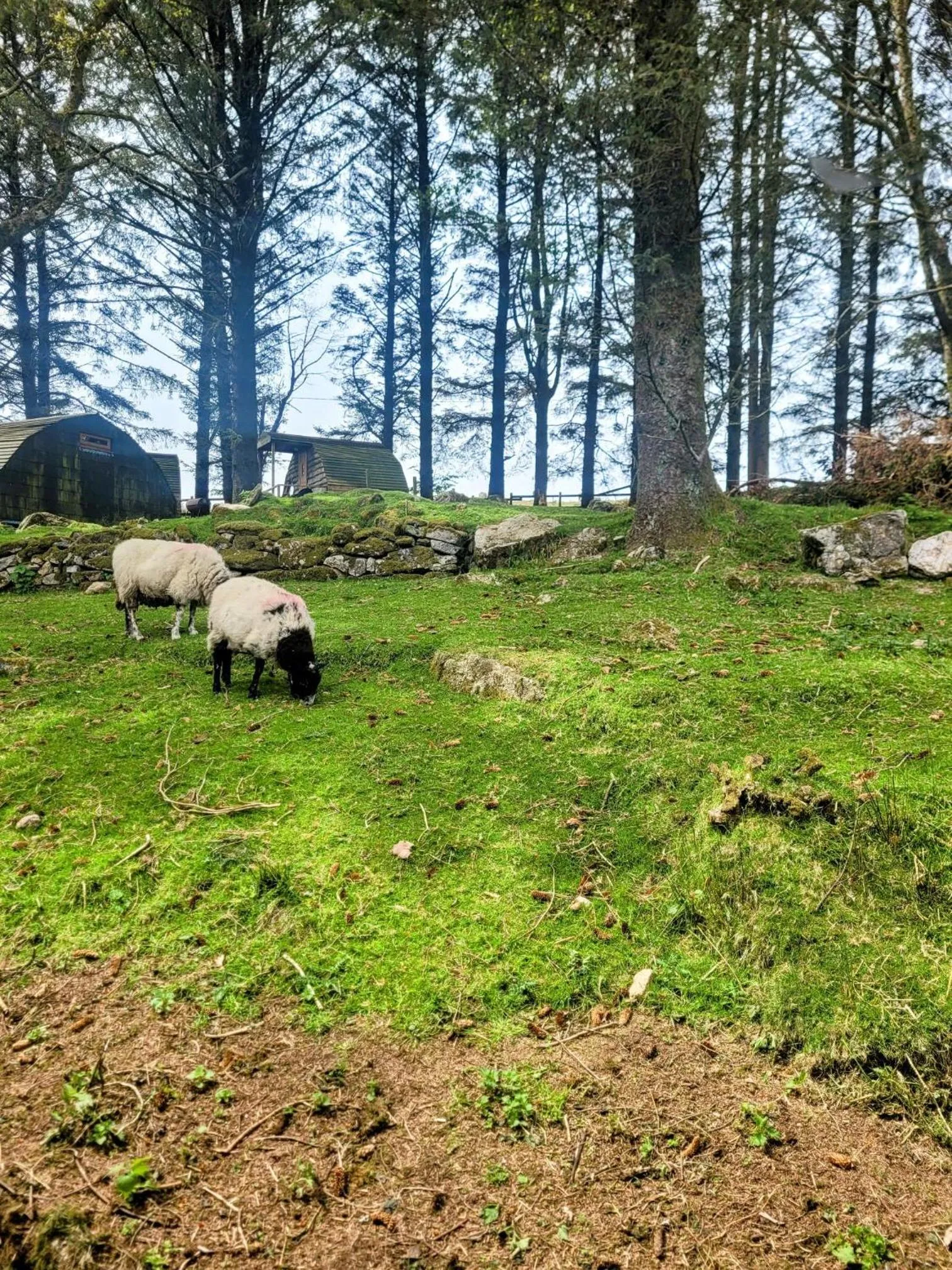 Natural landscape in Wheal Tor Hotel & Glamping