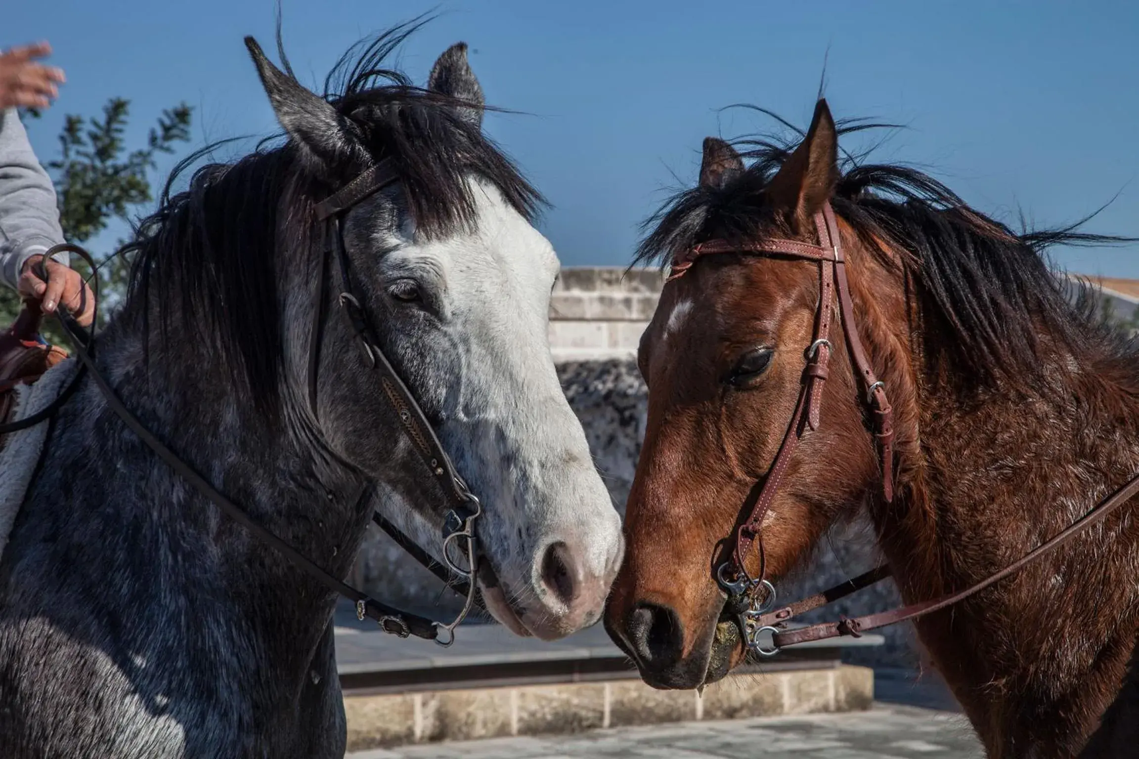 Horse-riding, Horseback Riding in Histò San Pietro Sul Mar Piccolo