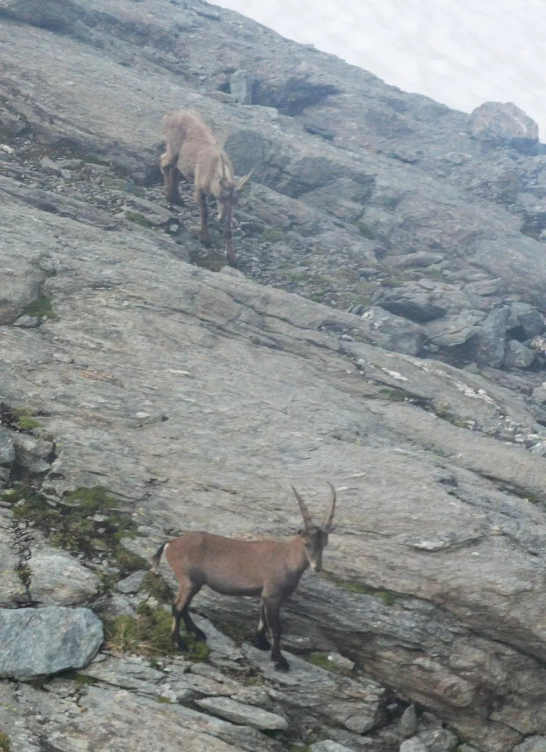 Off site, Other Animals in BnB Claudy et Elizabeth Michellod-Dutheil