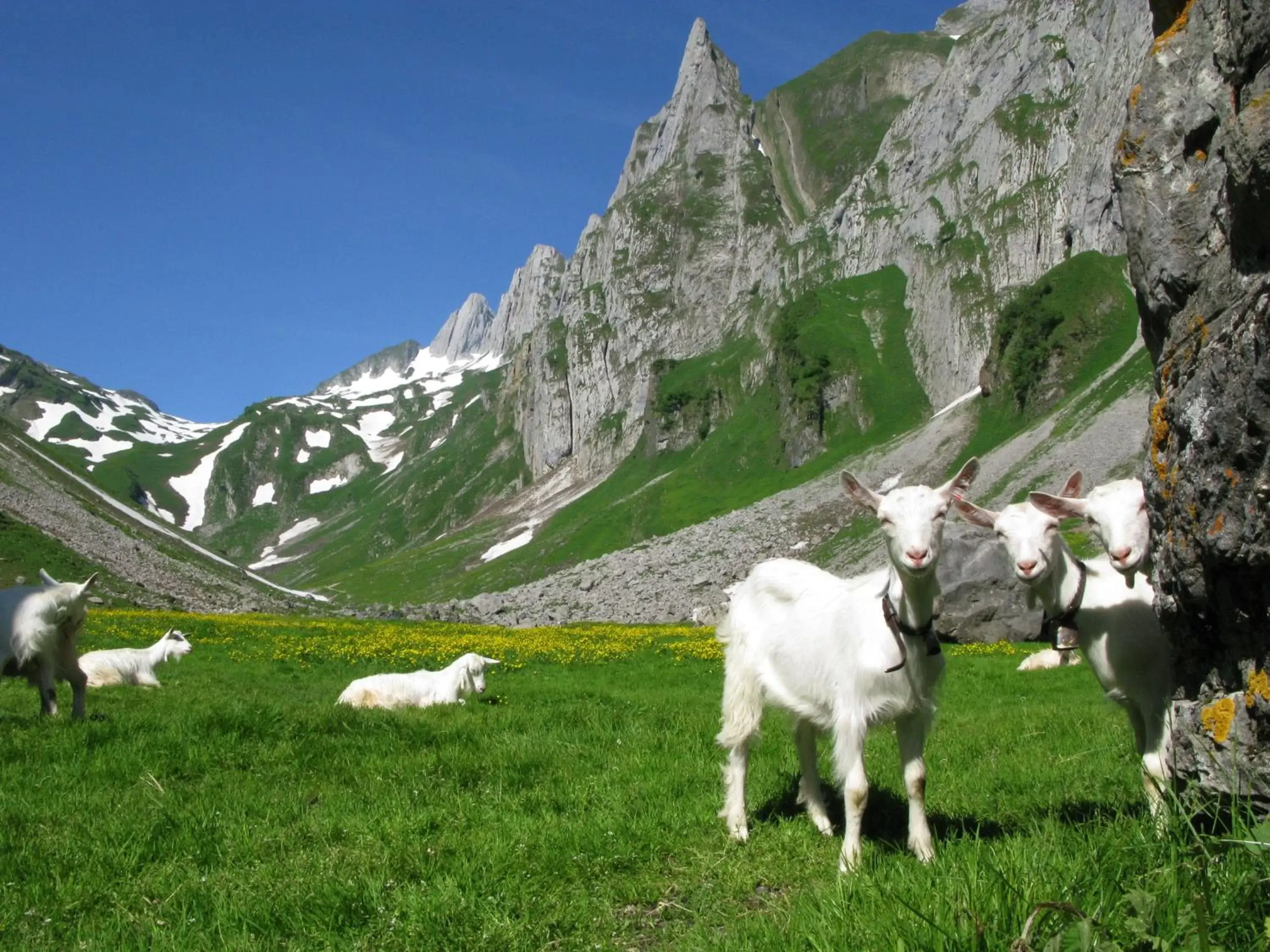 Activities, Other Animals in Hotel Landhaus Säntis Herisau