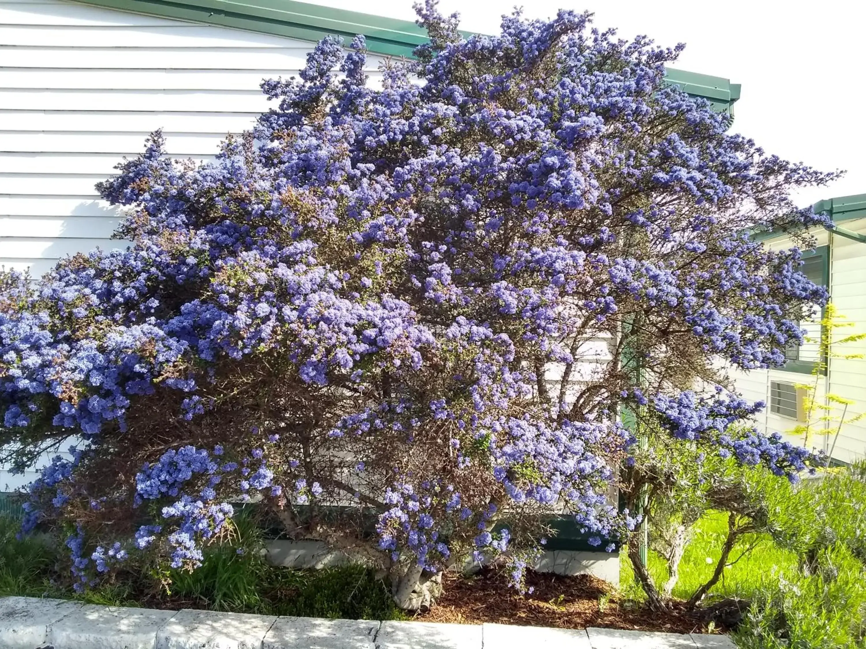 Garden view in The Orca Inn Garden view in The Orca Inn