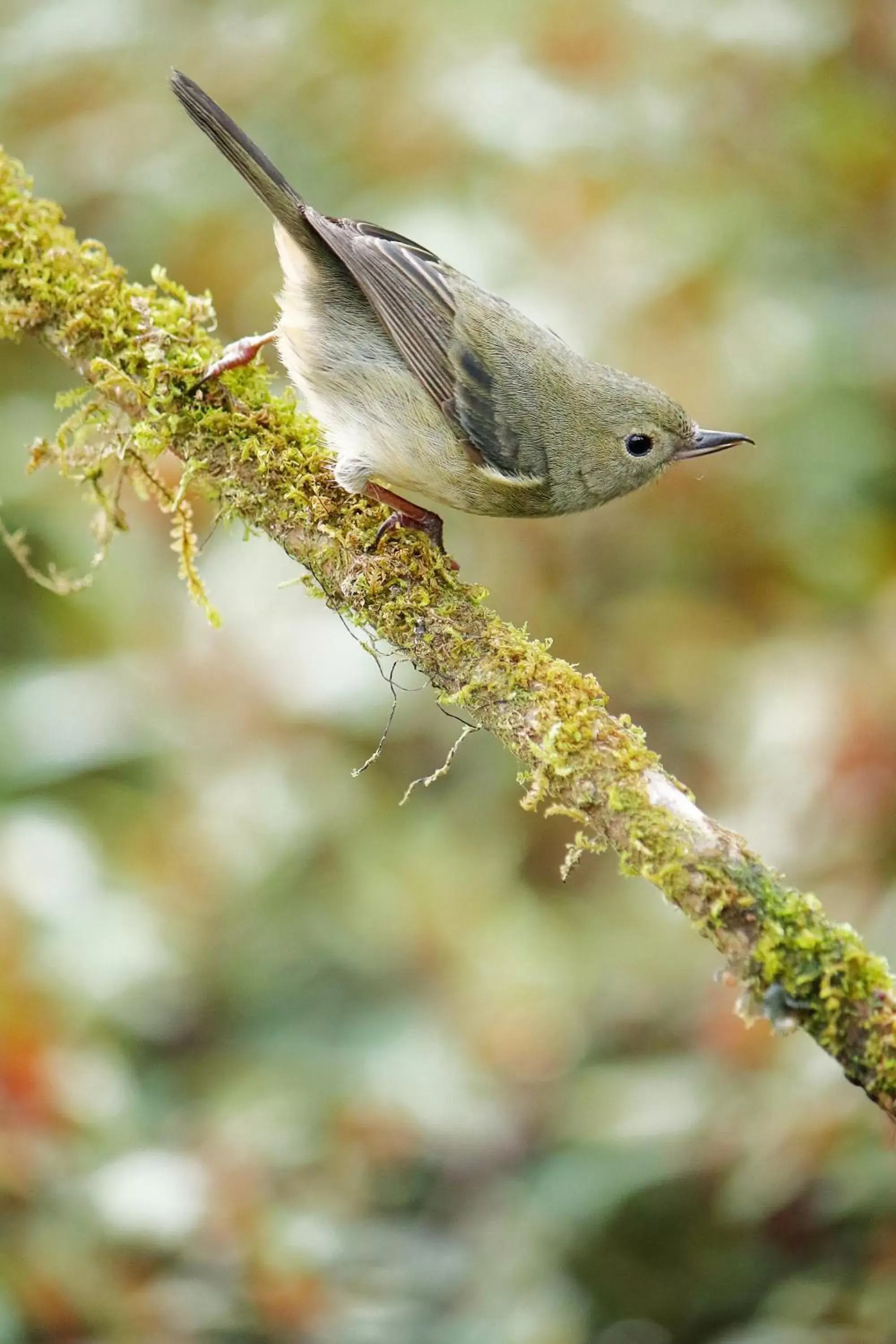 Other Animals in Iyok Ami (Madre Tierra)