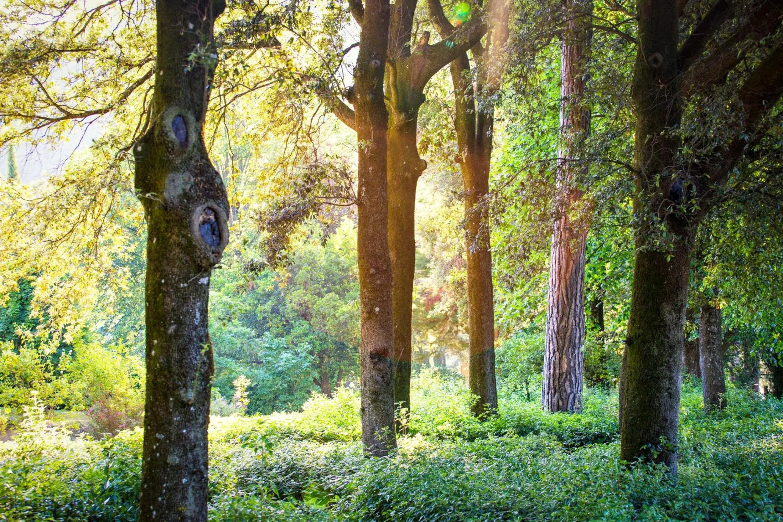 Garden in Villa Pitiana