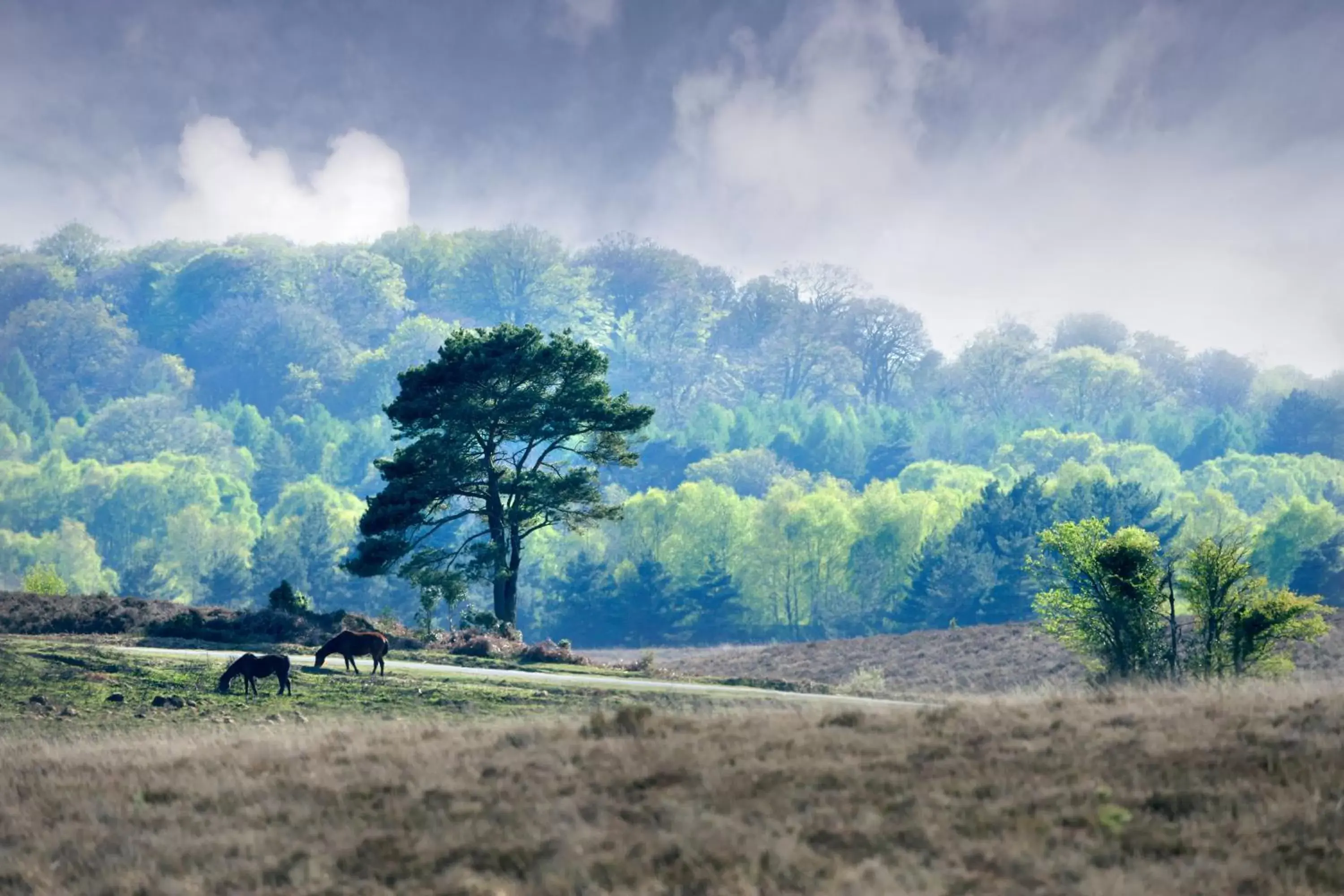 Natural Landscape in Careys Manor Hotel & SenSpa