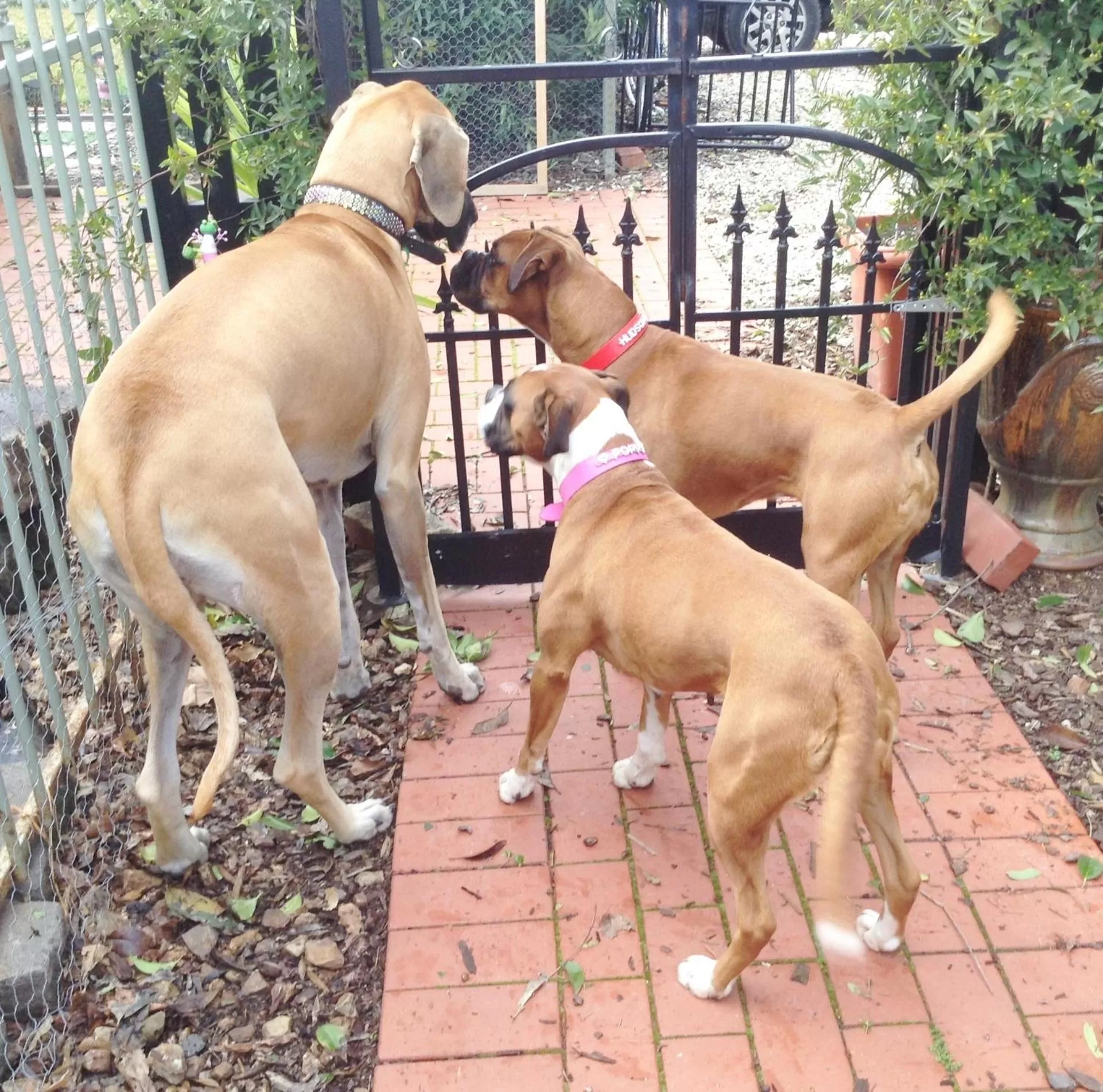 Animals in Must Love Dogs B&B & Self Contained Cottage