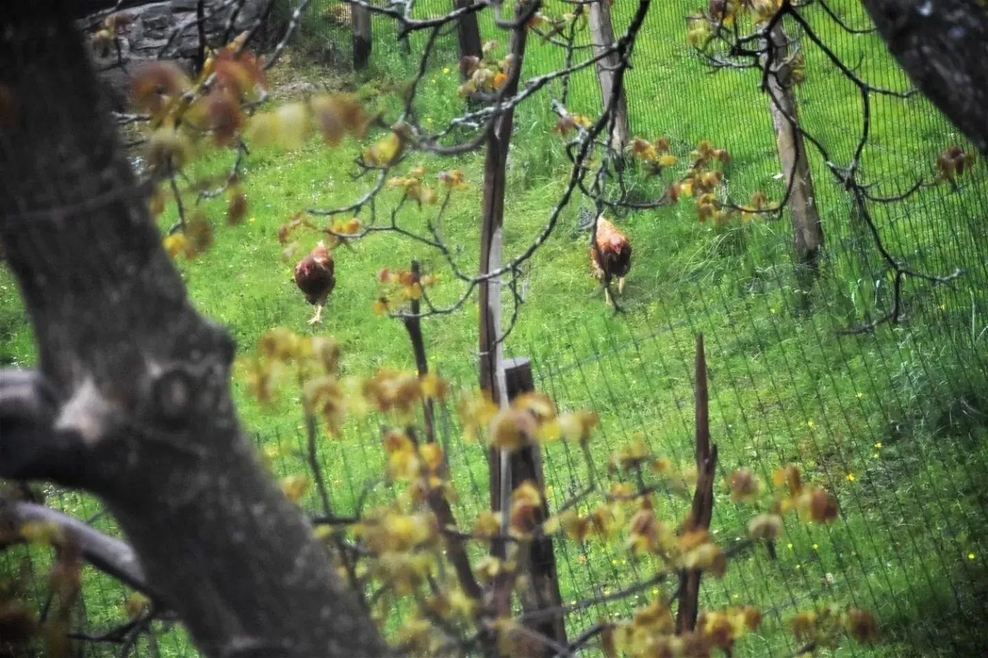 Natural landscape, Other Animals in Ca-Jo Bed and Breakfast