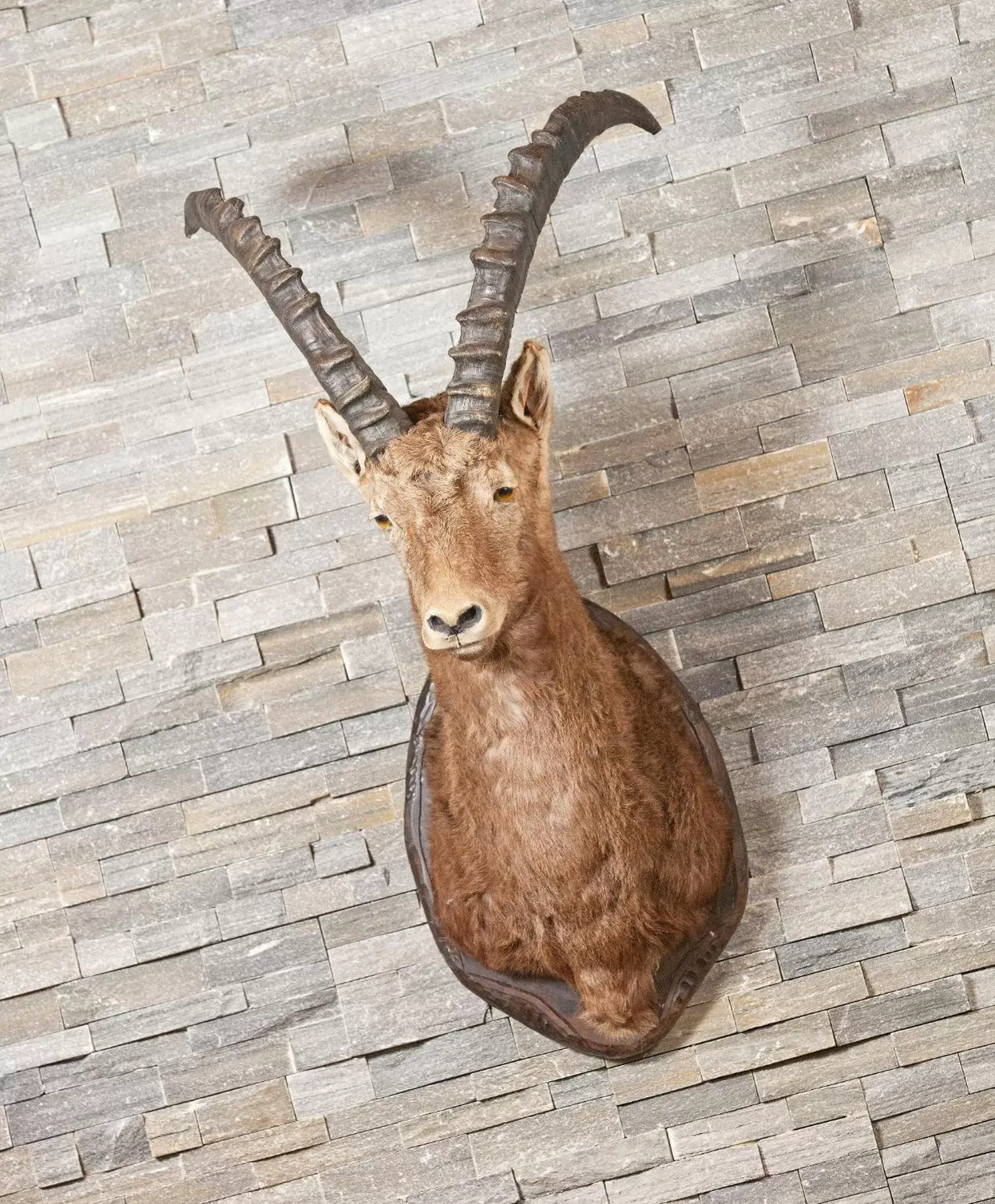 Decorative detail, Other Animals in Hotel Steinmattli
