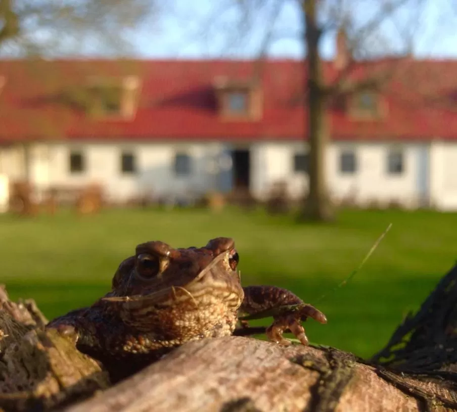 Tryde 1303 B&B på Österlen