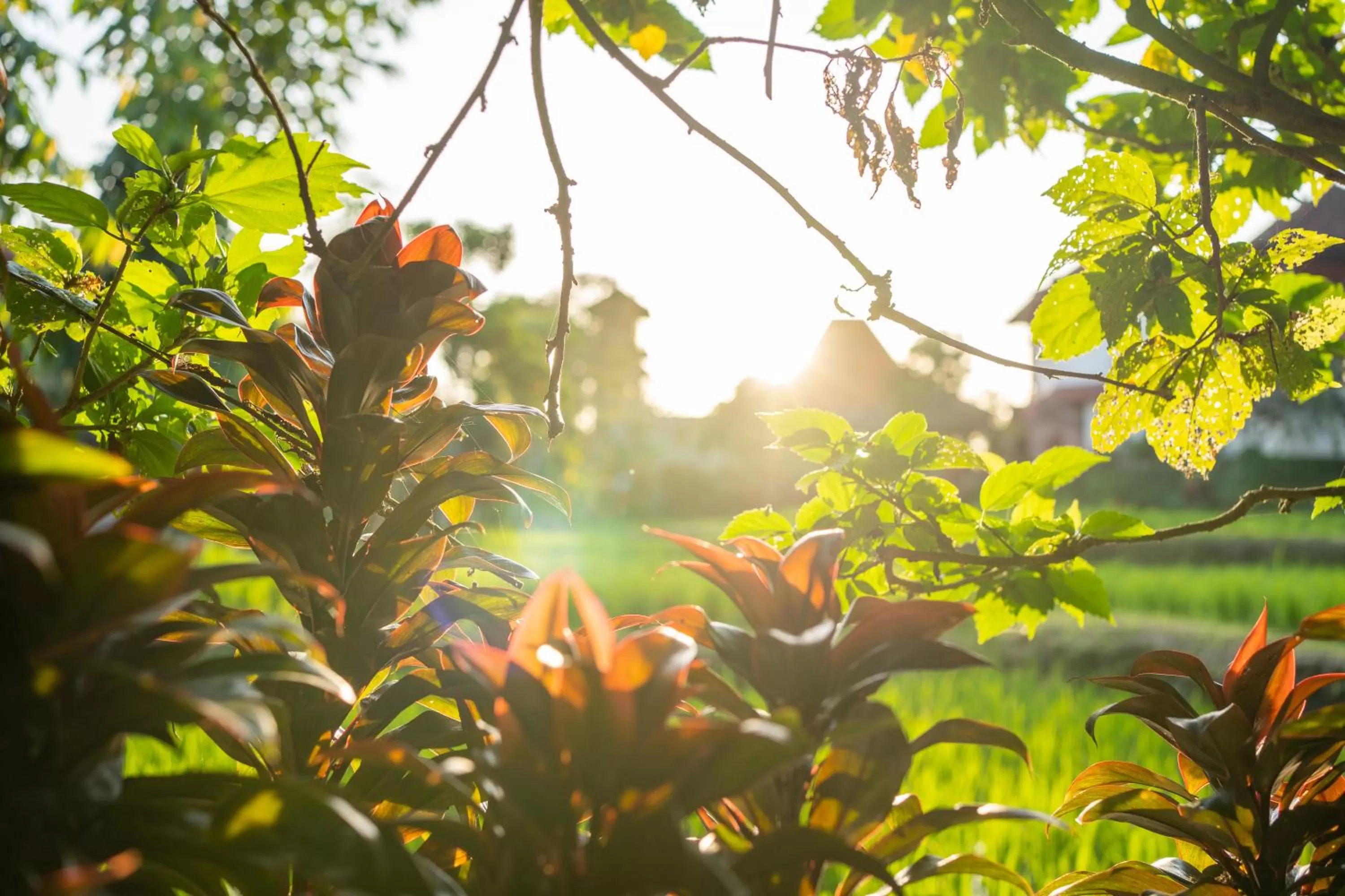 Garden in Nick's Pension