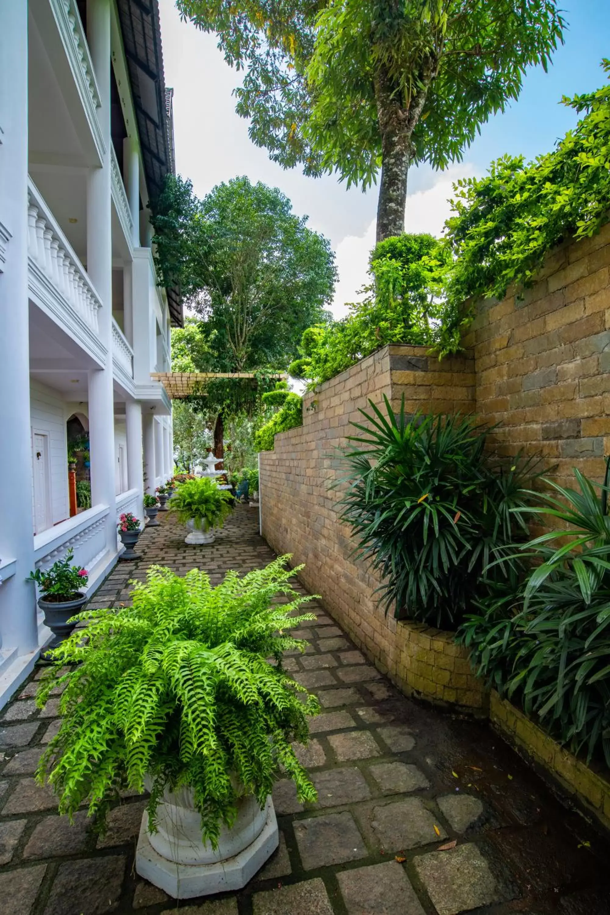 Garden in Tea Harvester