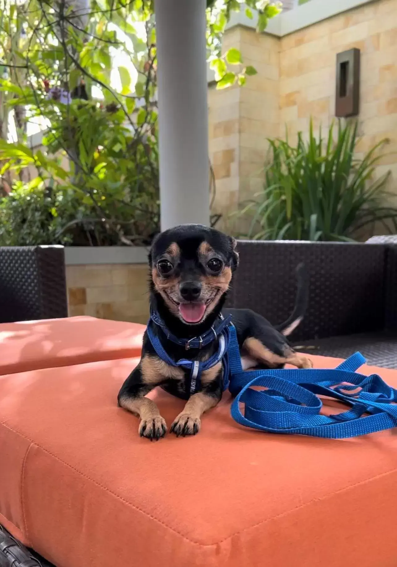 Animals, Pets in Hyatt House San Juan