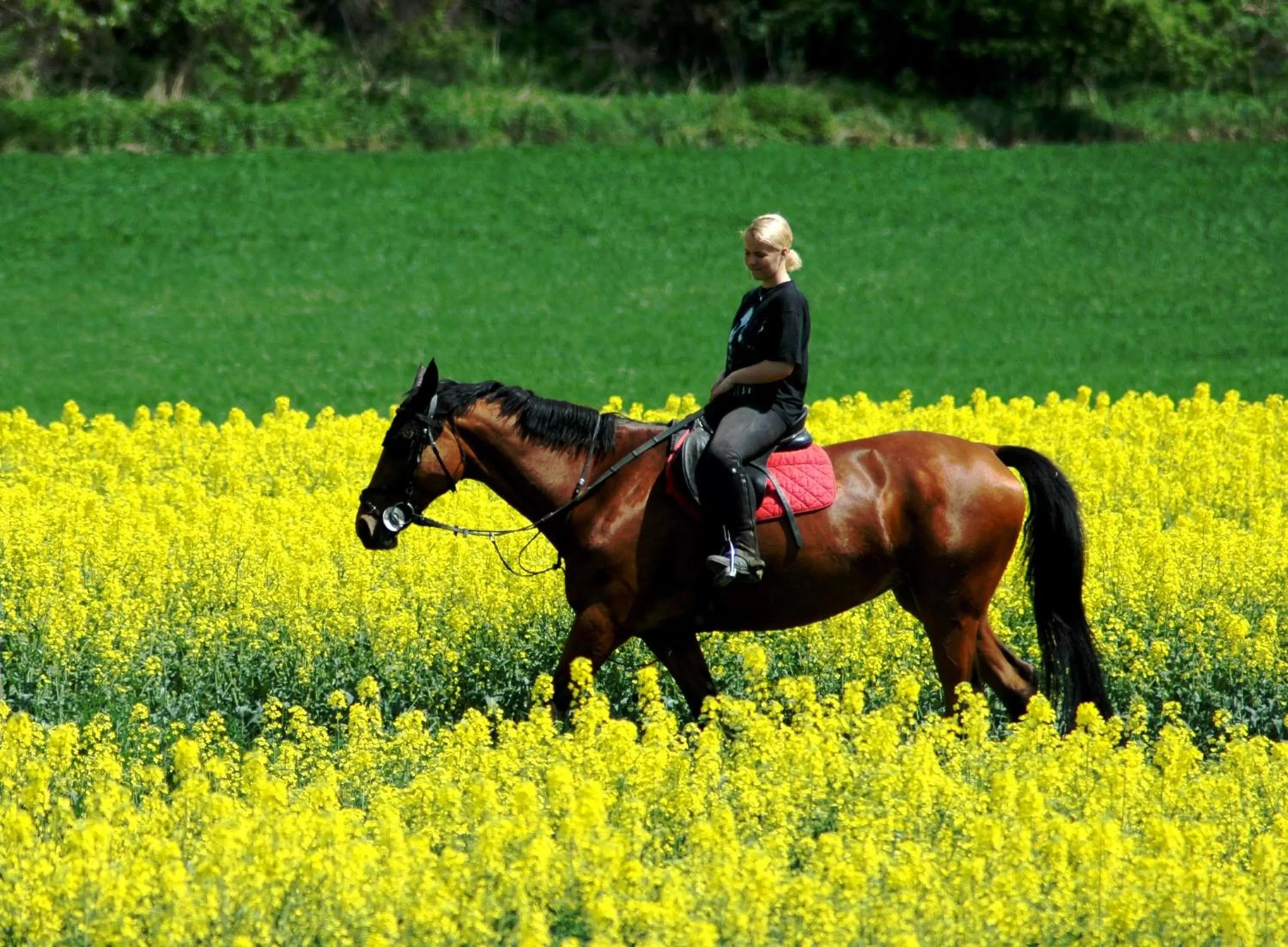 Horse-riding in Pytloun Chateau Hotel Ctěnice