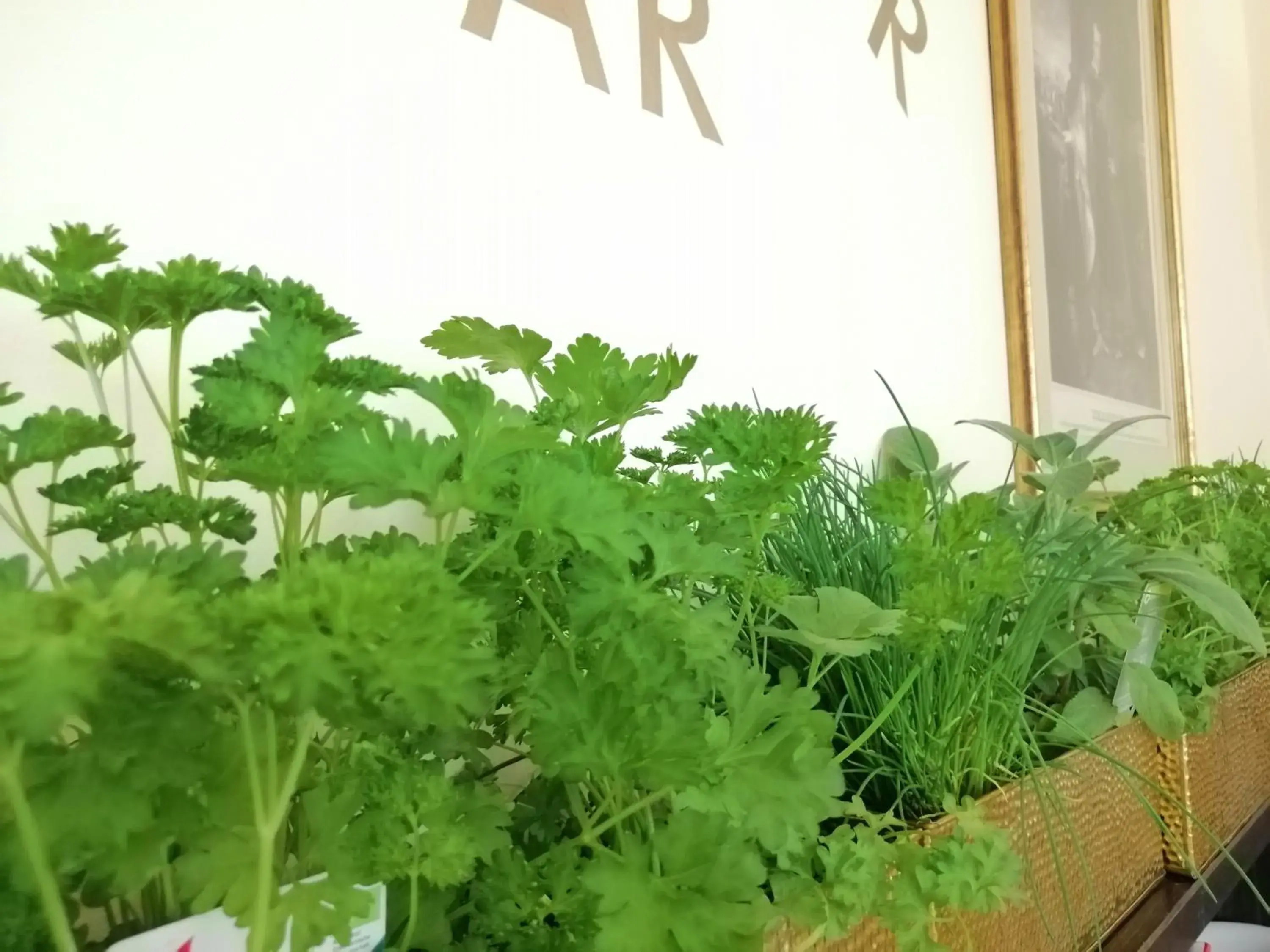 Garden in Seehotel Grüner Baum