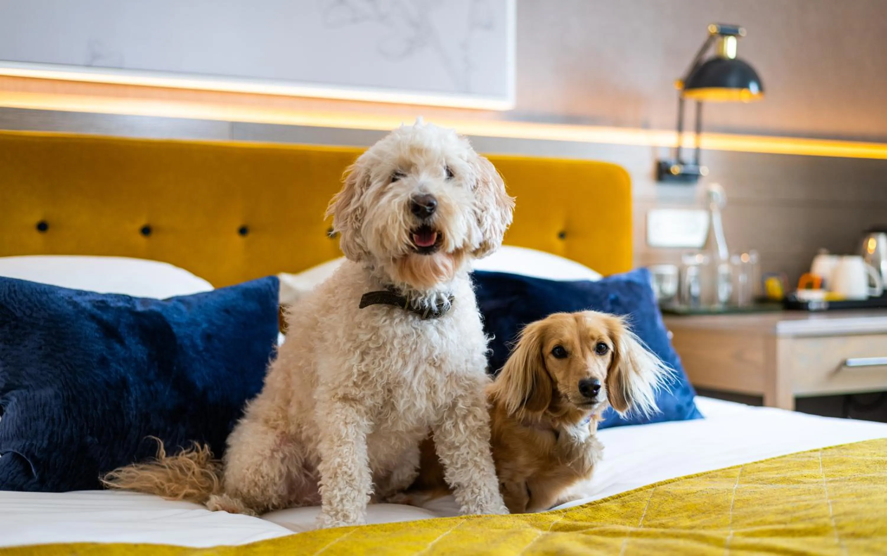 Pets in Sloane Place