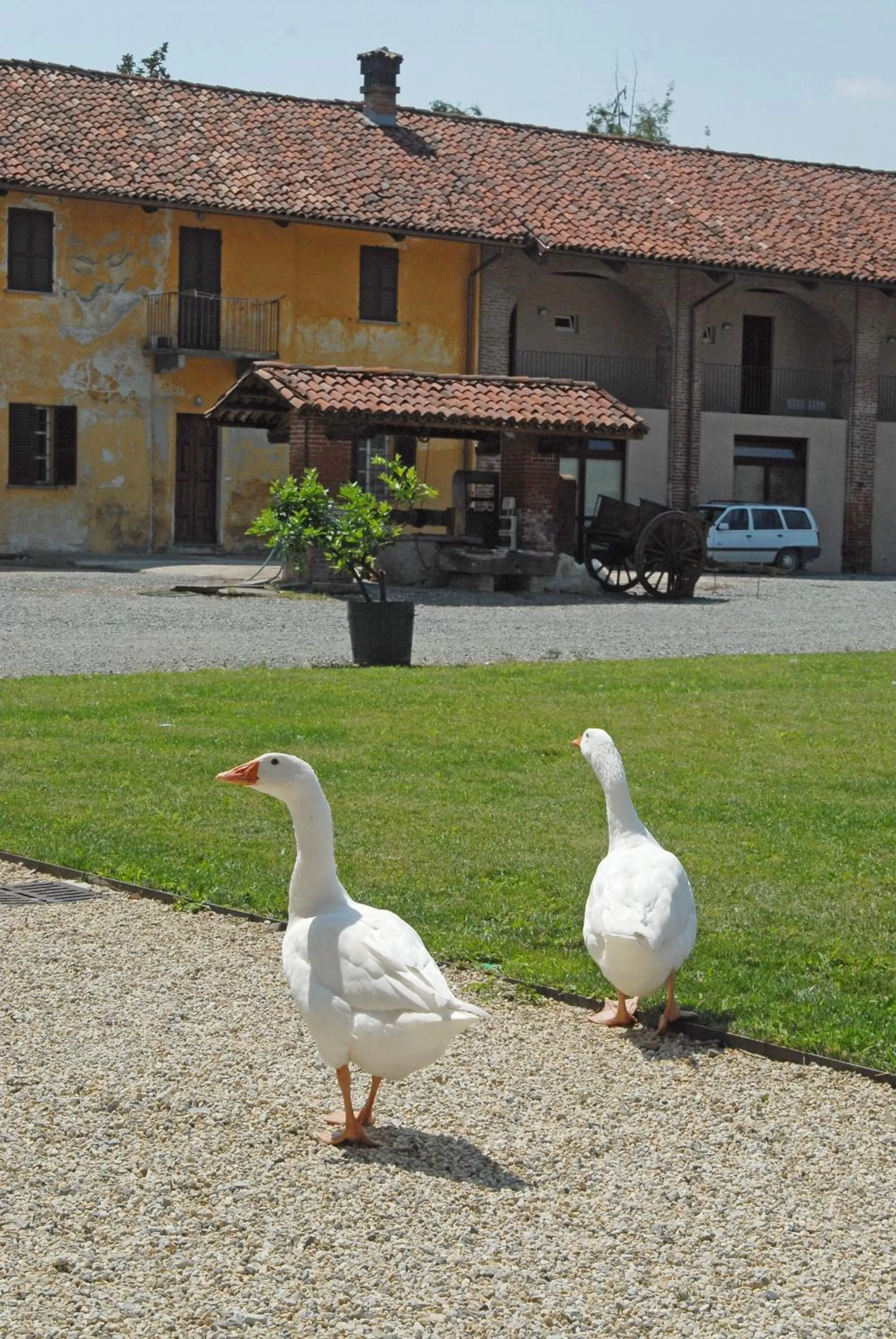 Animals in Hotel Antico Podere Propano