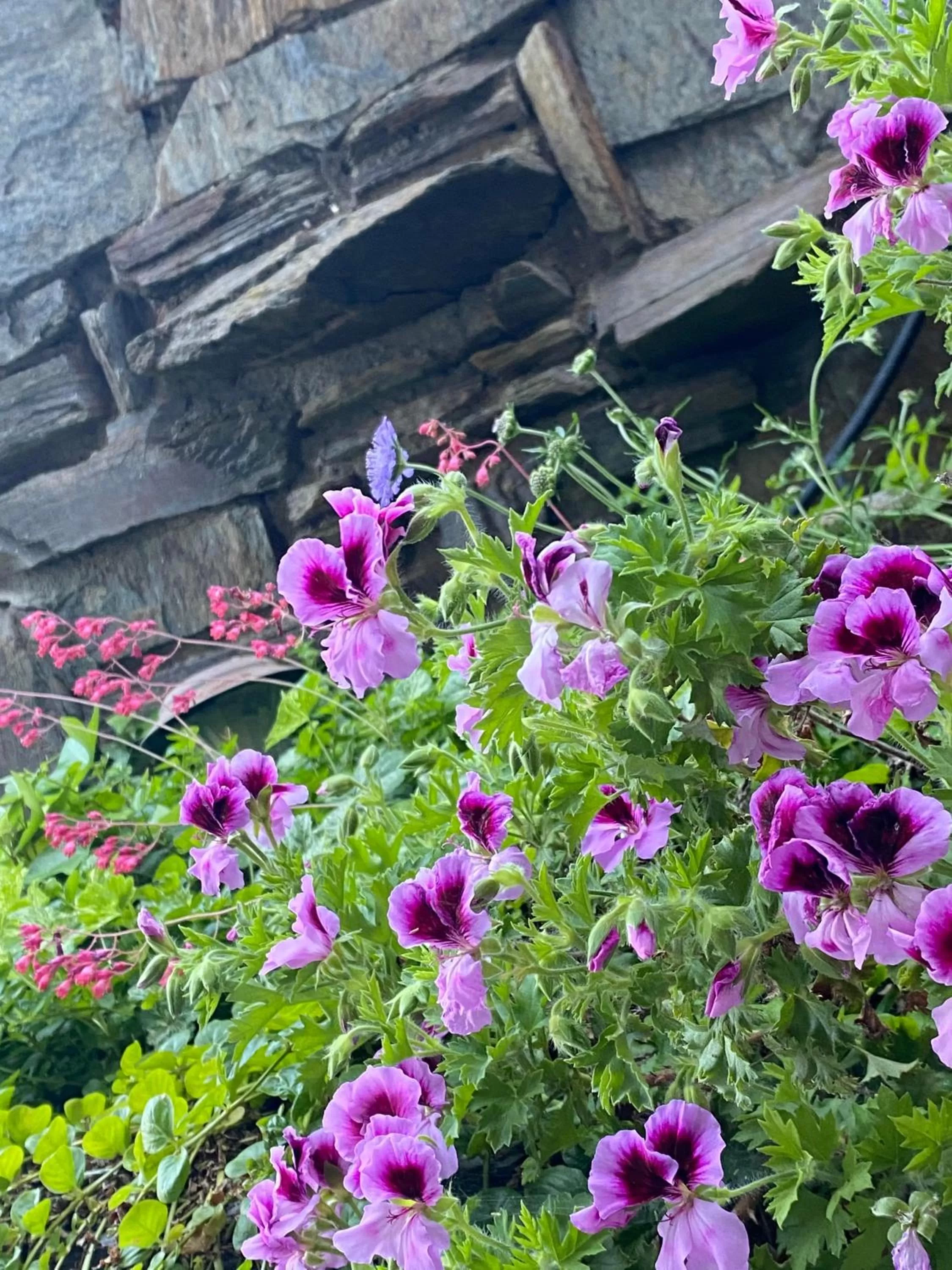 Garden in Gunn House Hotel