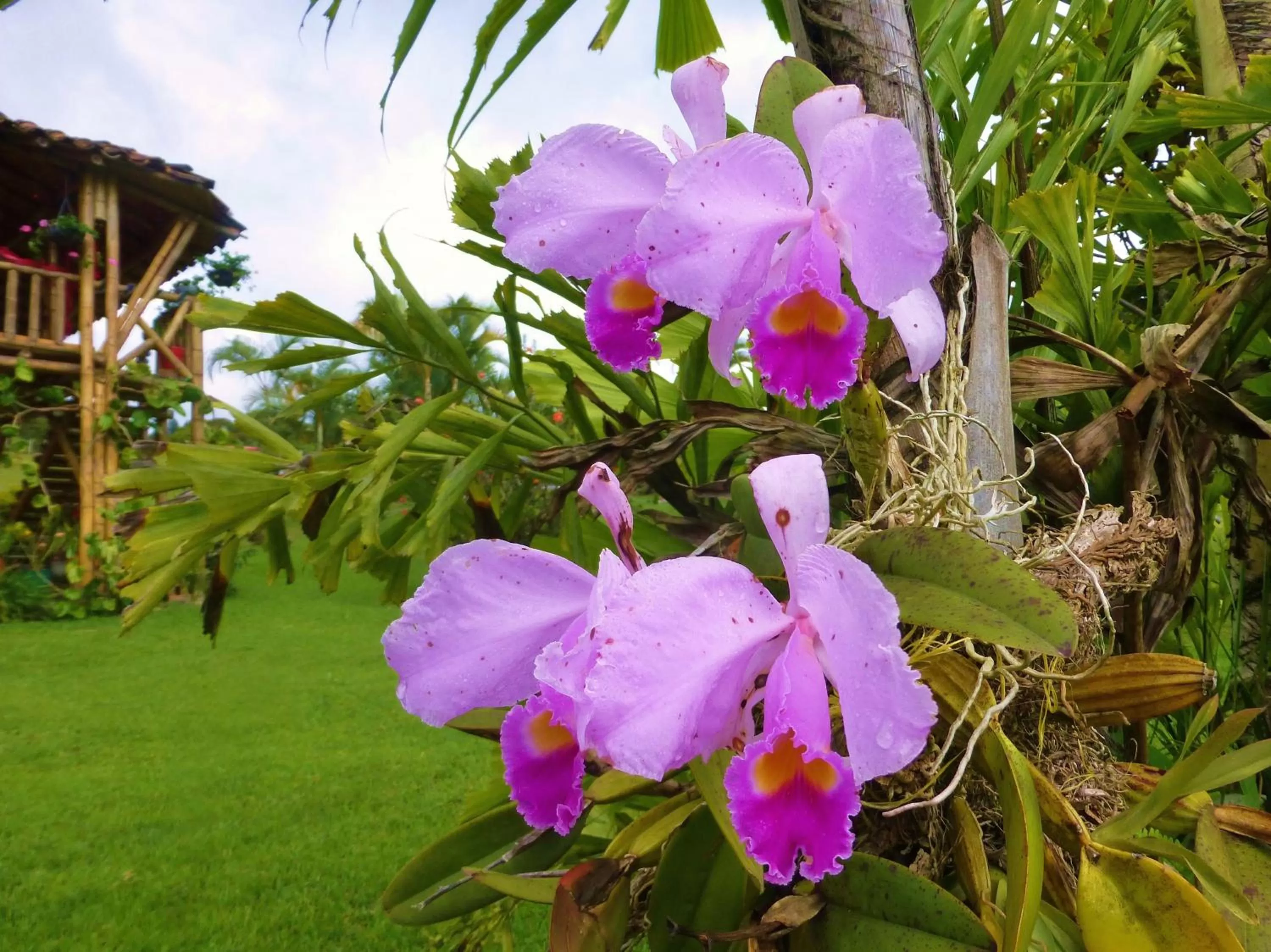 Garden in Finca El Cielo