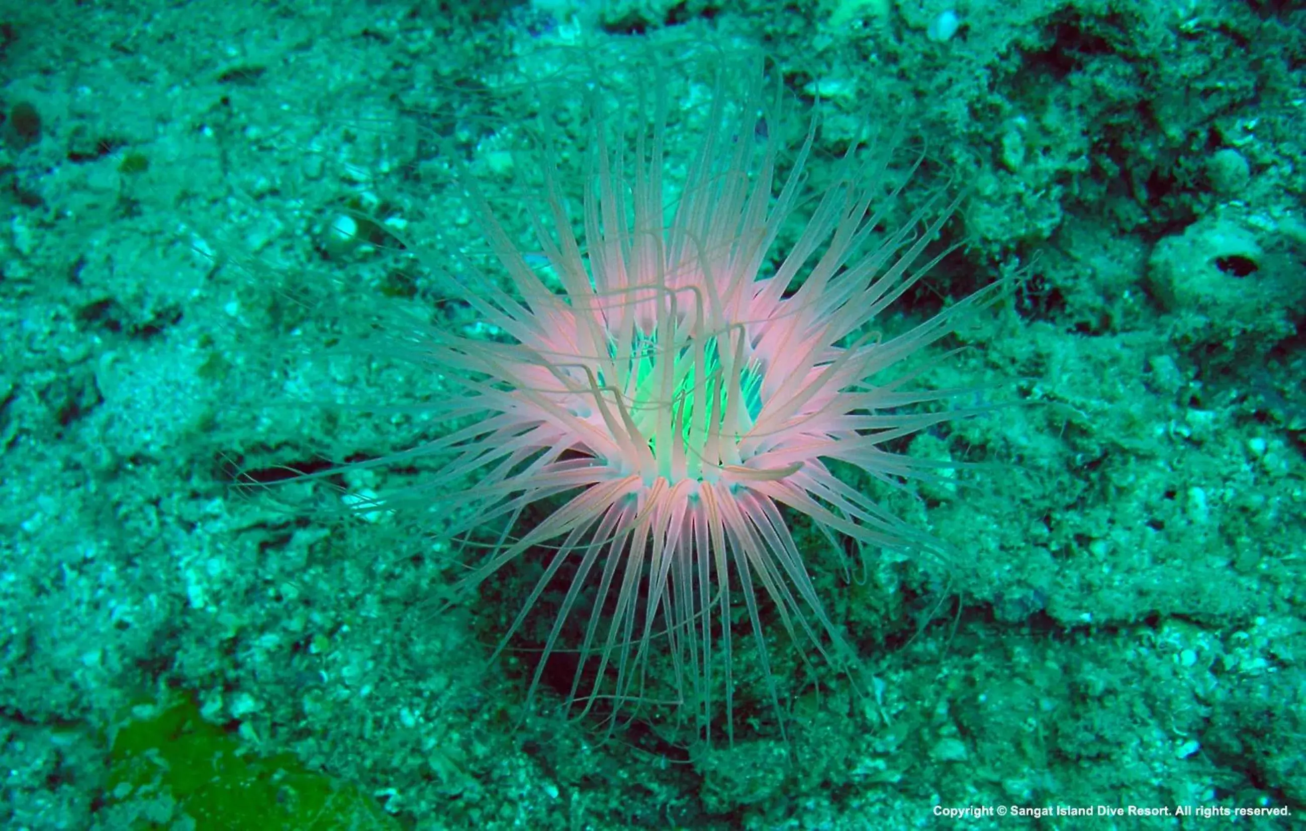 Other, Other Animals in Sangat Island Dive Resort