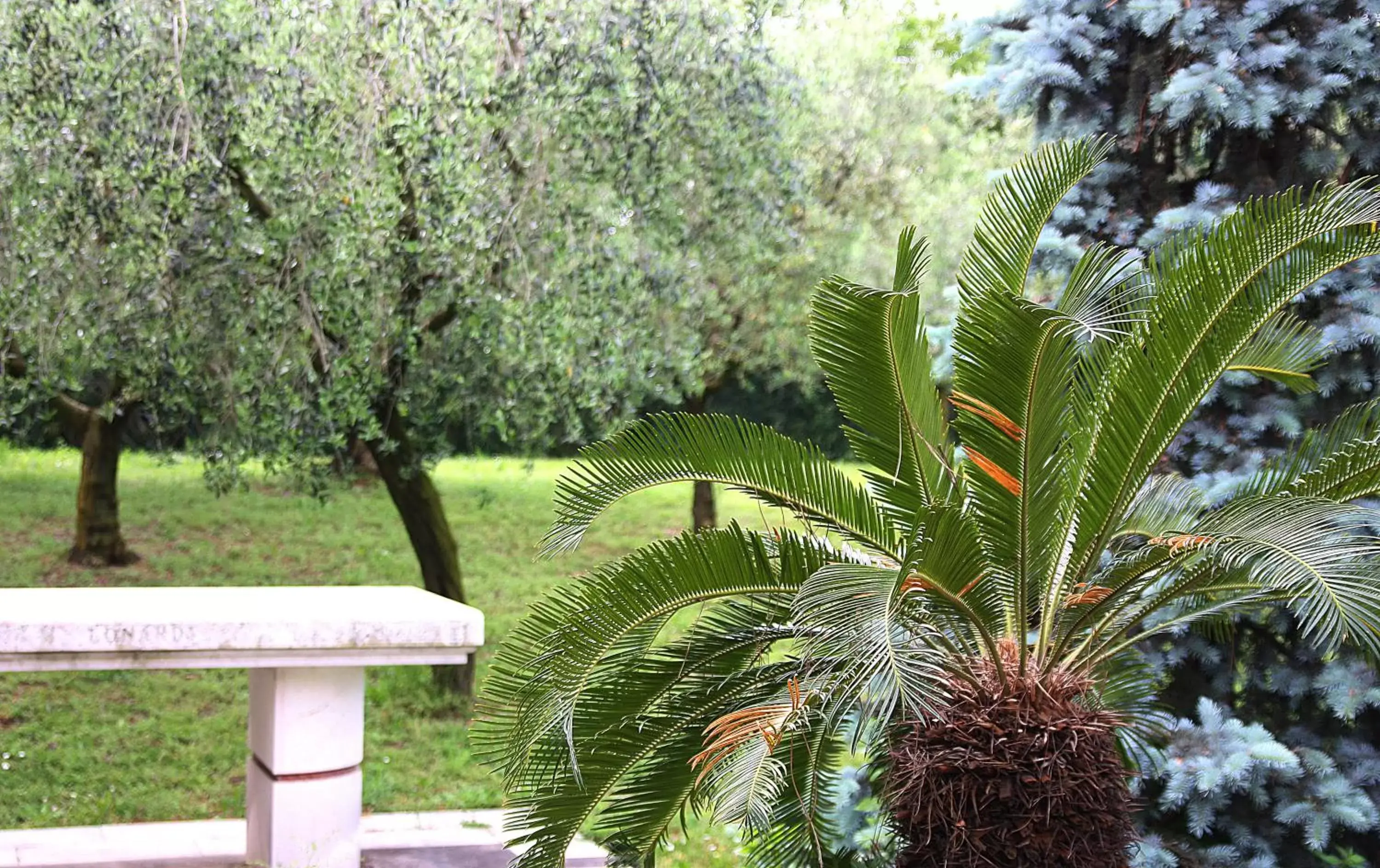 Garden view, Garden in San Giorgio Lazise