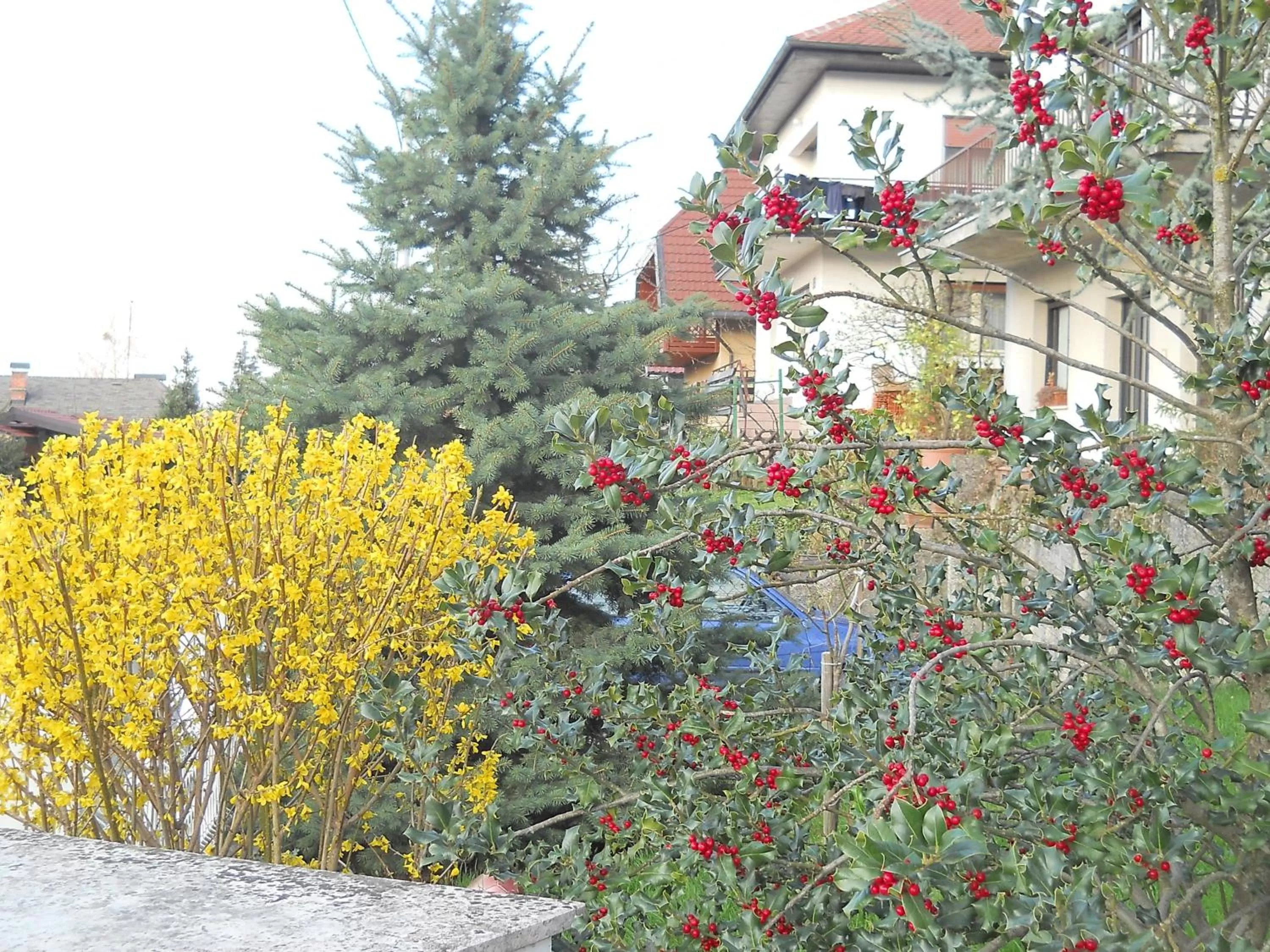 Apartment & Rooms Miboti