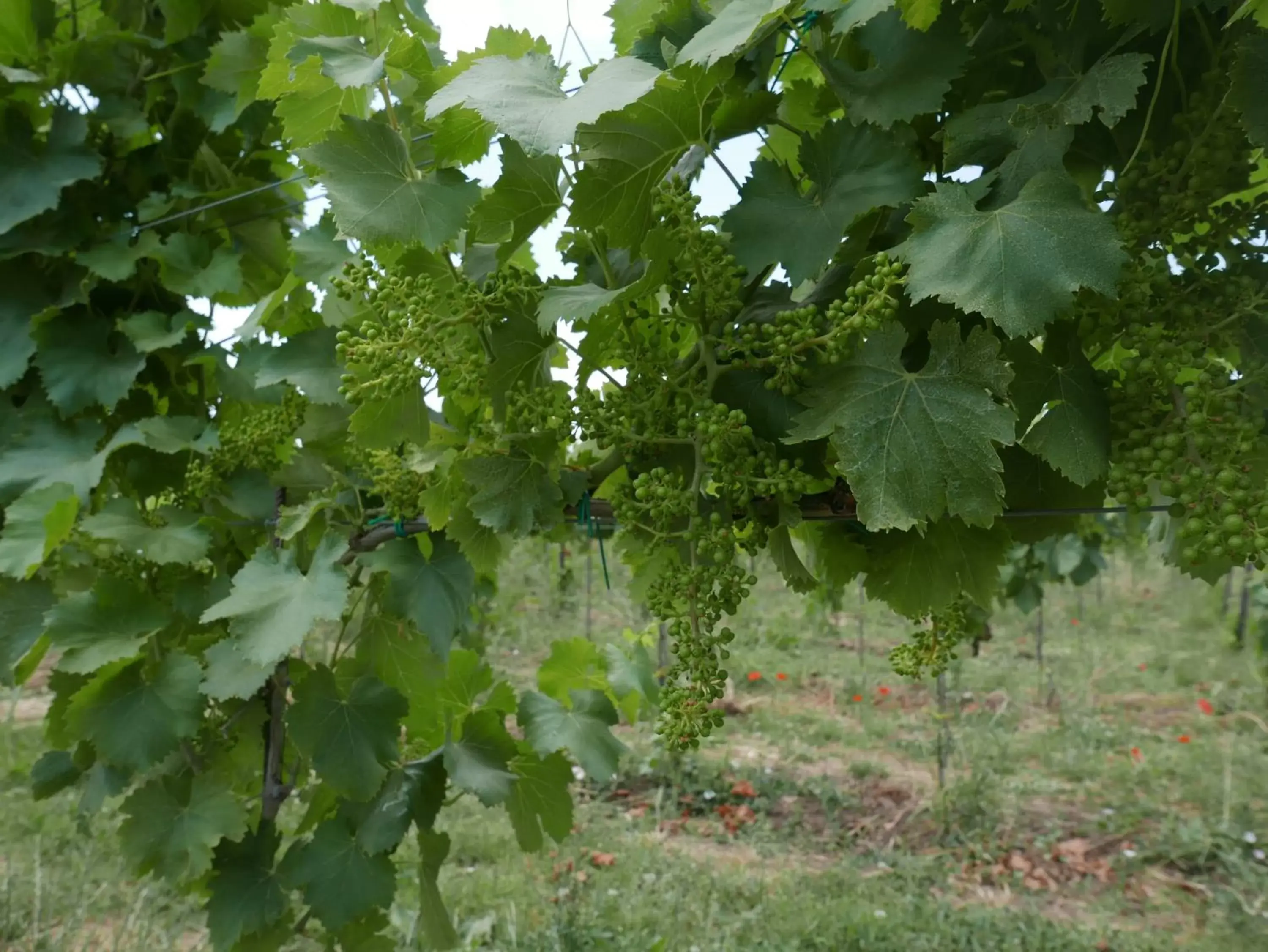 Natural landscape in Villa Cavalletti Appartamenti