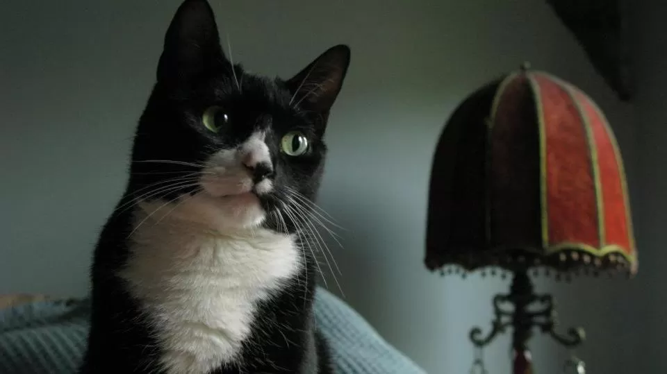 Pets in The Harlem Flophouse