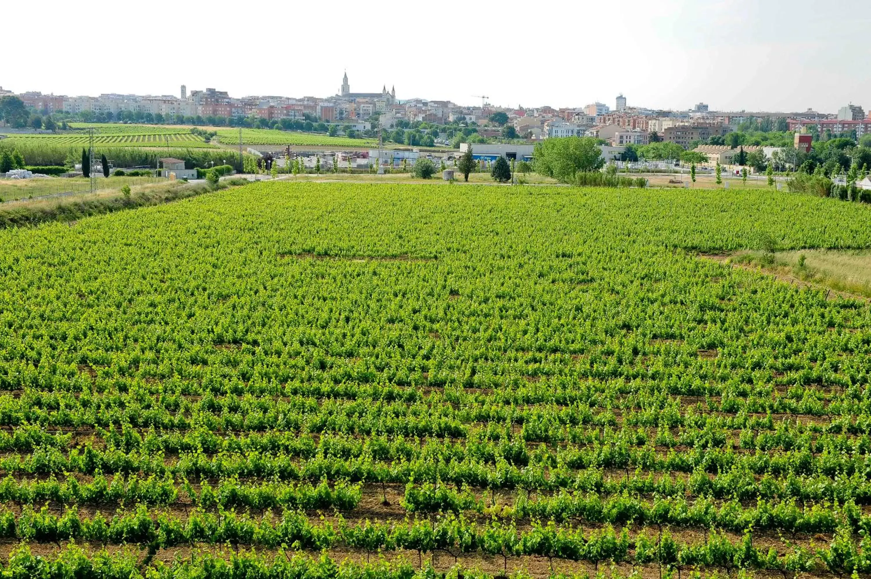 Bird's eye view in Mastinell Cava & Boutique Hotel by Olivia Hotels Collection