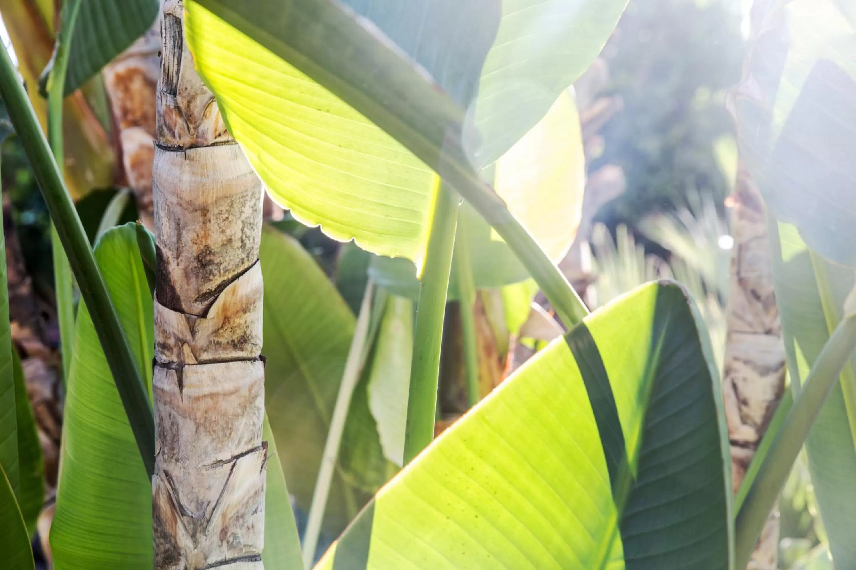 Garden in Santiago Resort - Palm Springs Premier Gay Men’s Resort