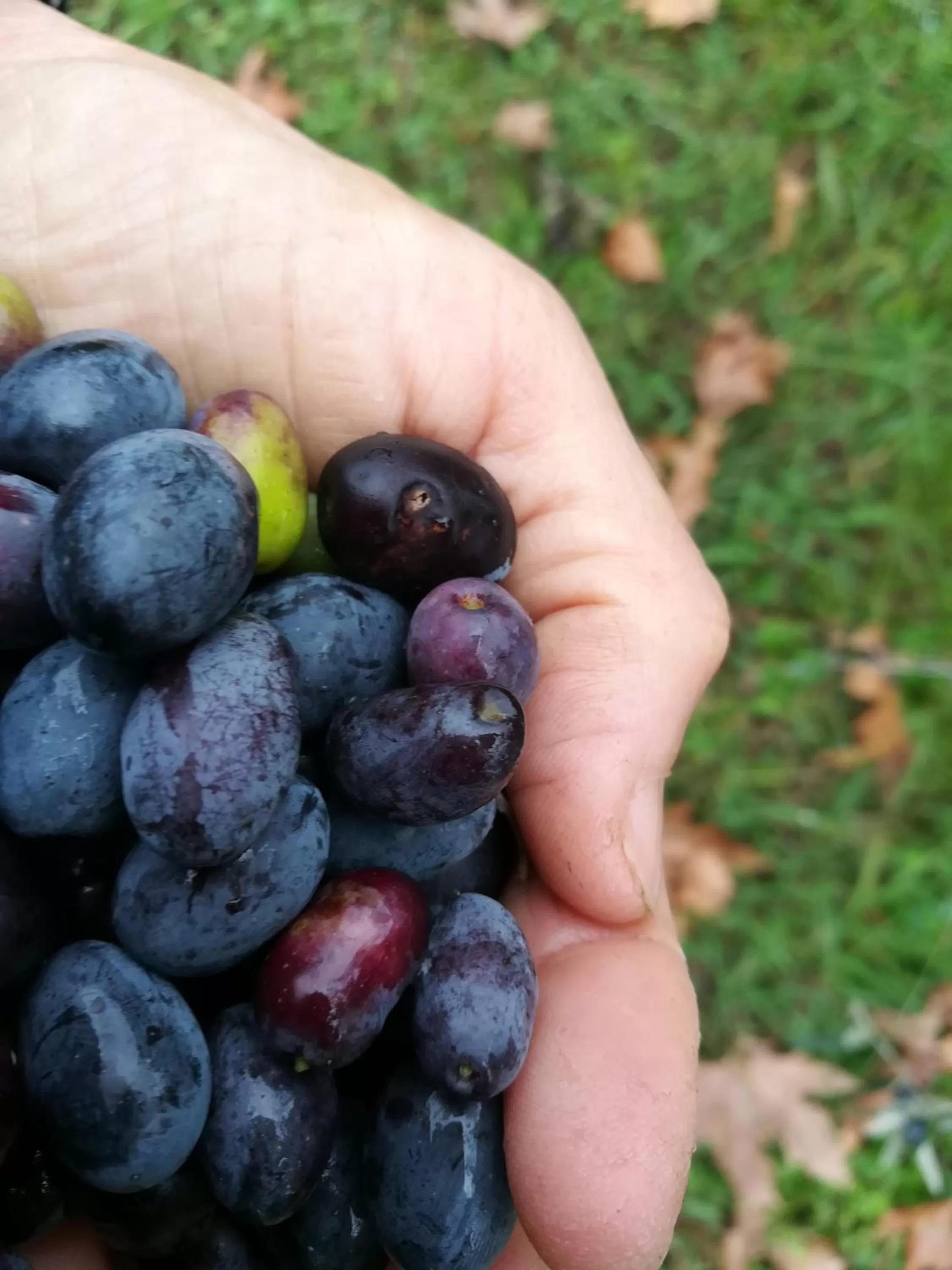 Garden in Il giuggiolo