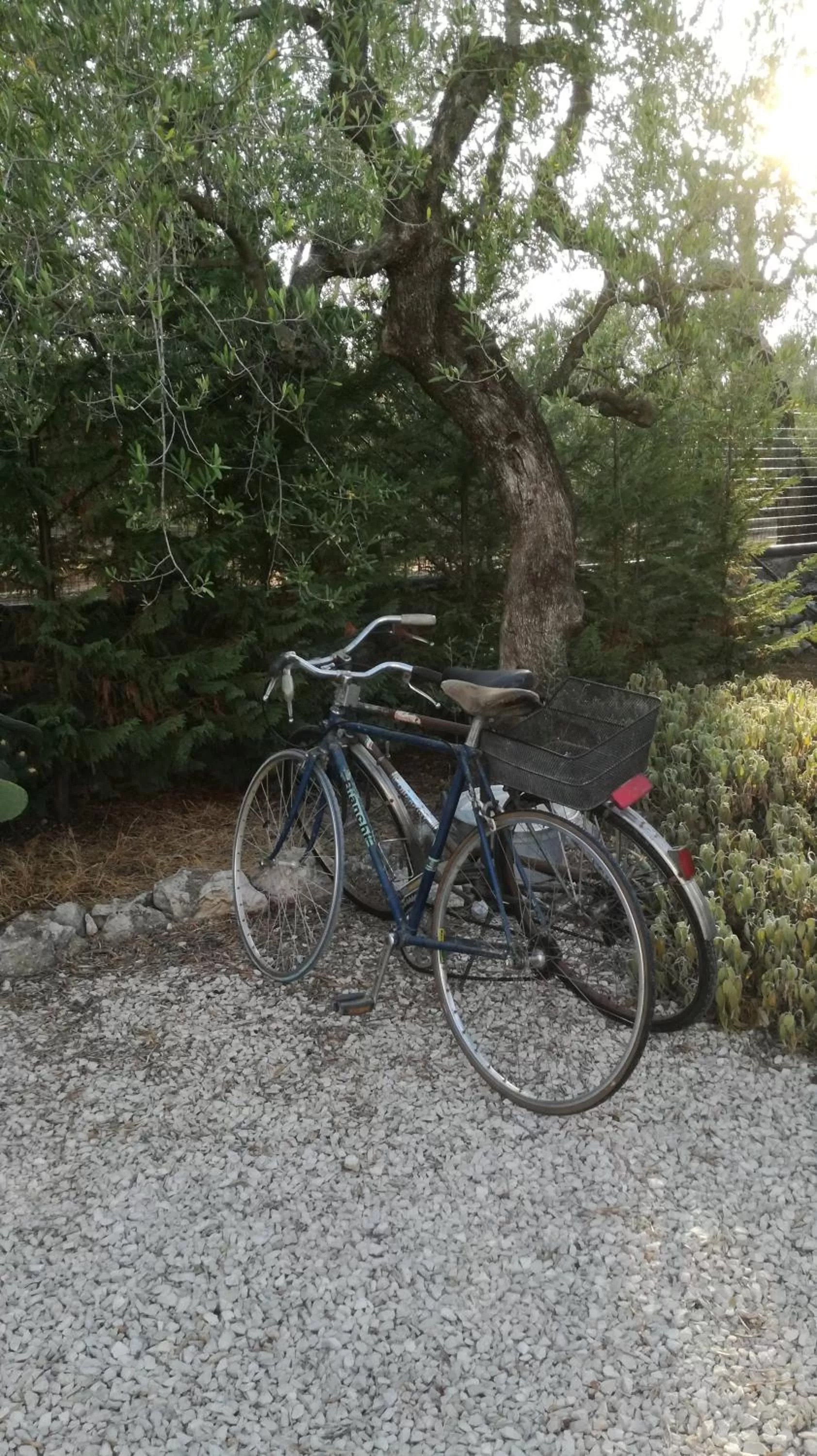 Cycling in B&B Villa Mediterranea with parking space