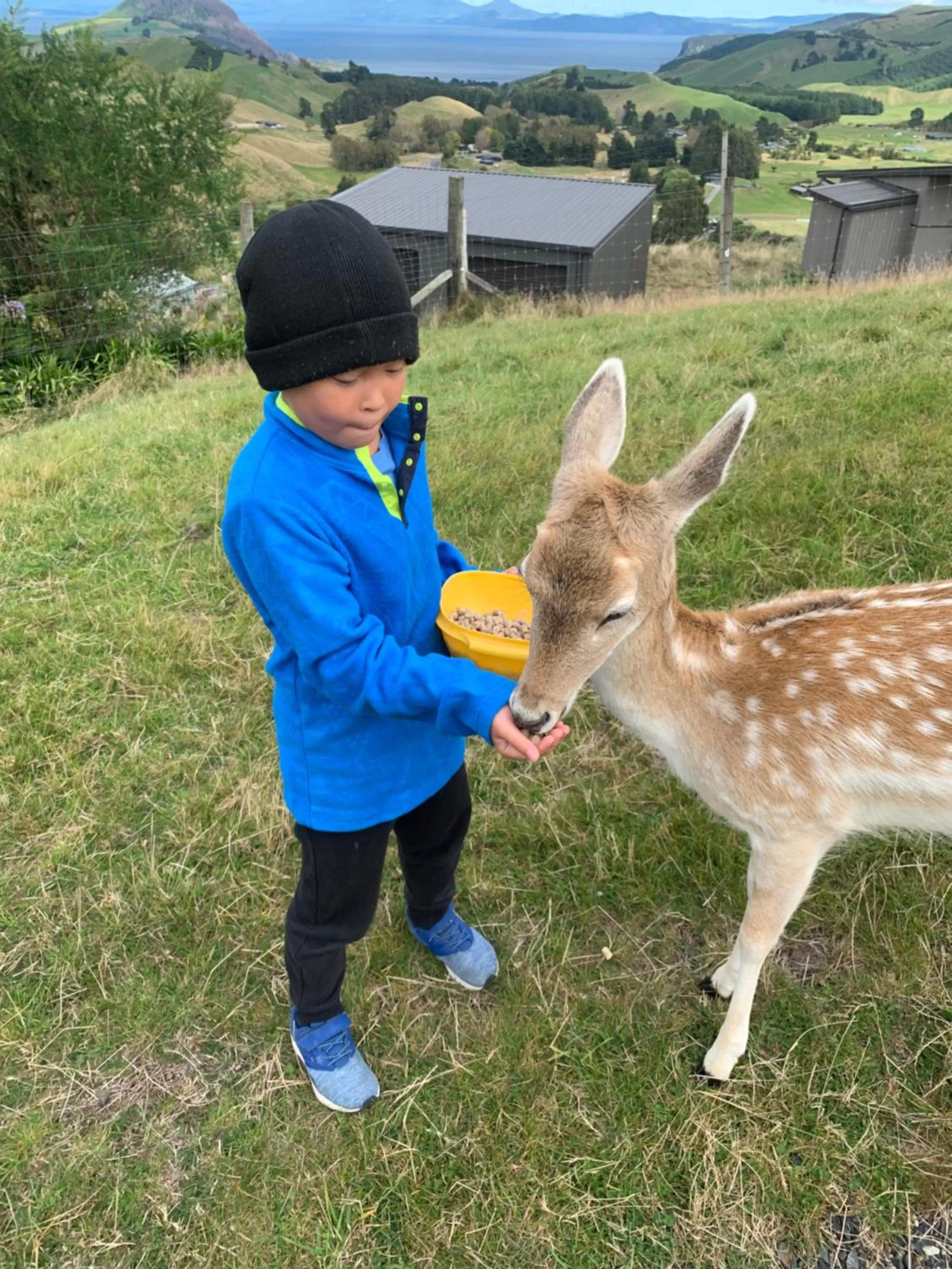 Pets in Hilltop Whakaipo Estate