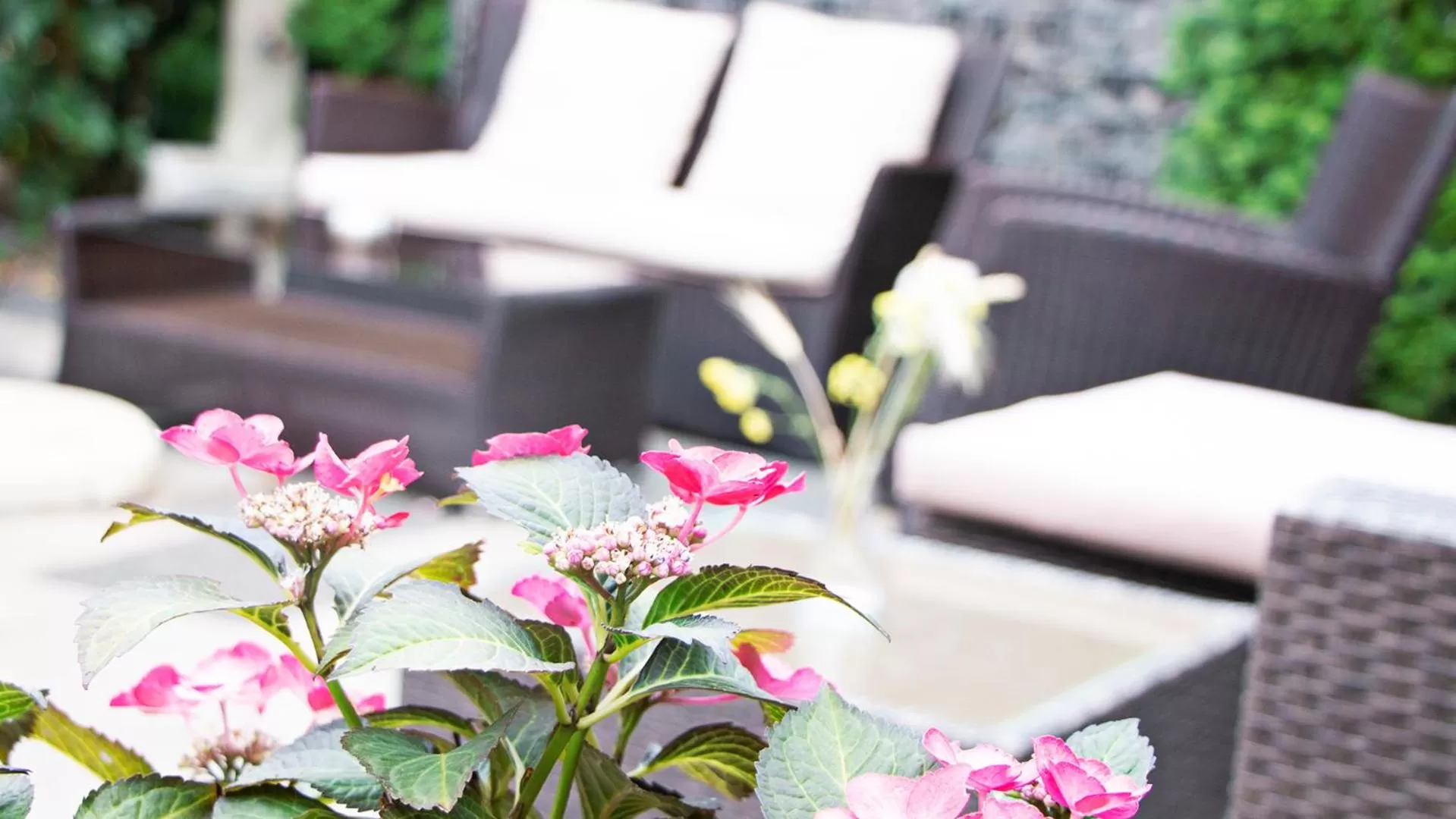 Garden in Adolphs Hotel