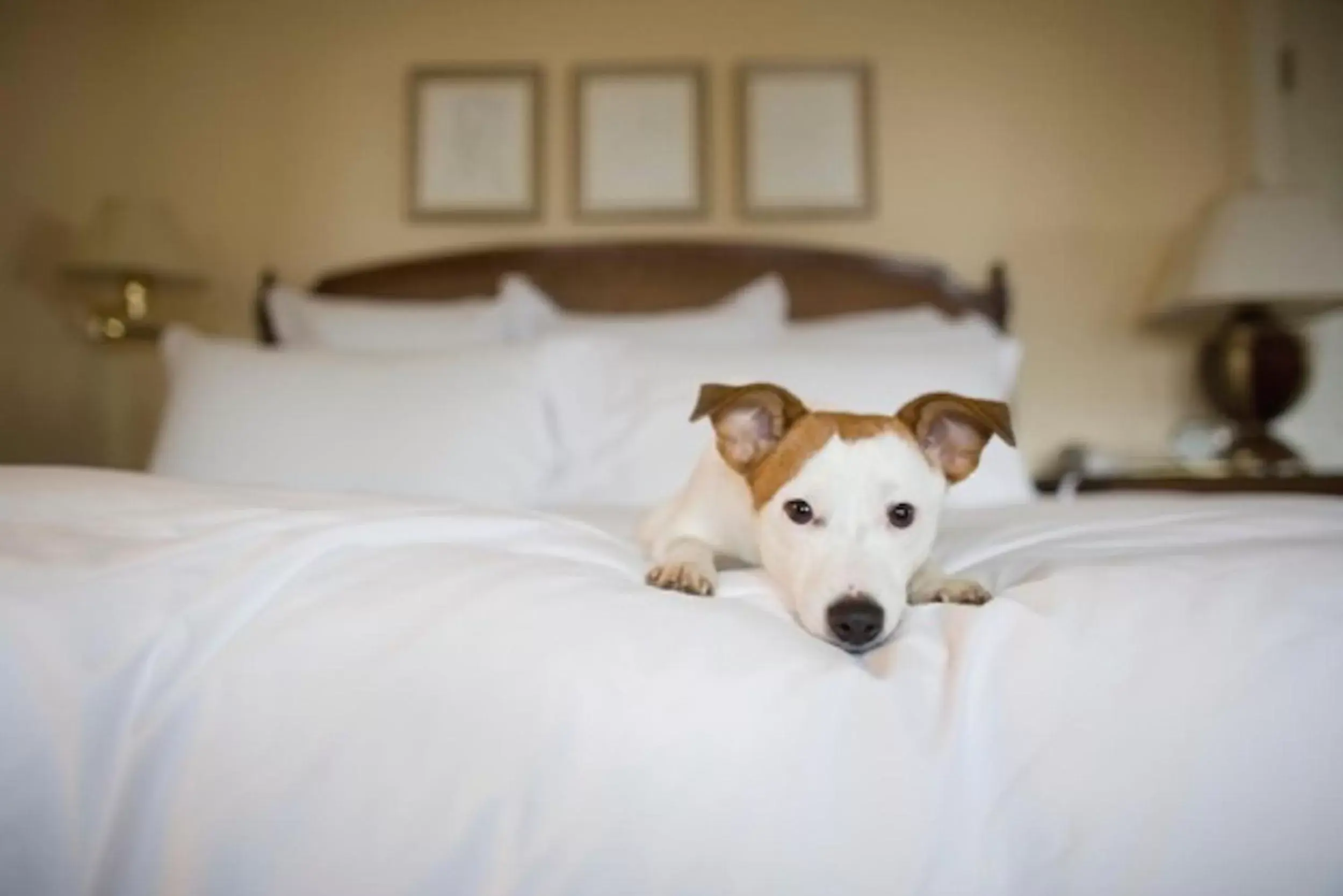 Pets, Bed in iCheck inn Residences Sathorn