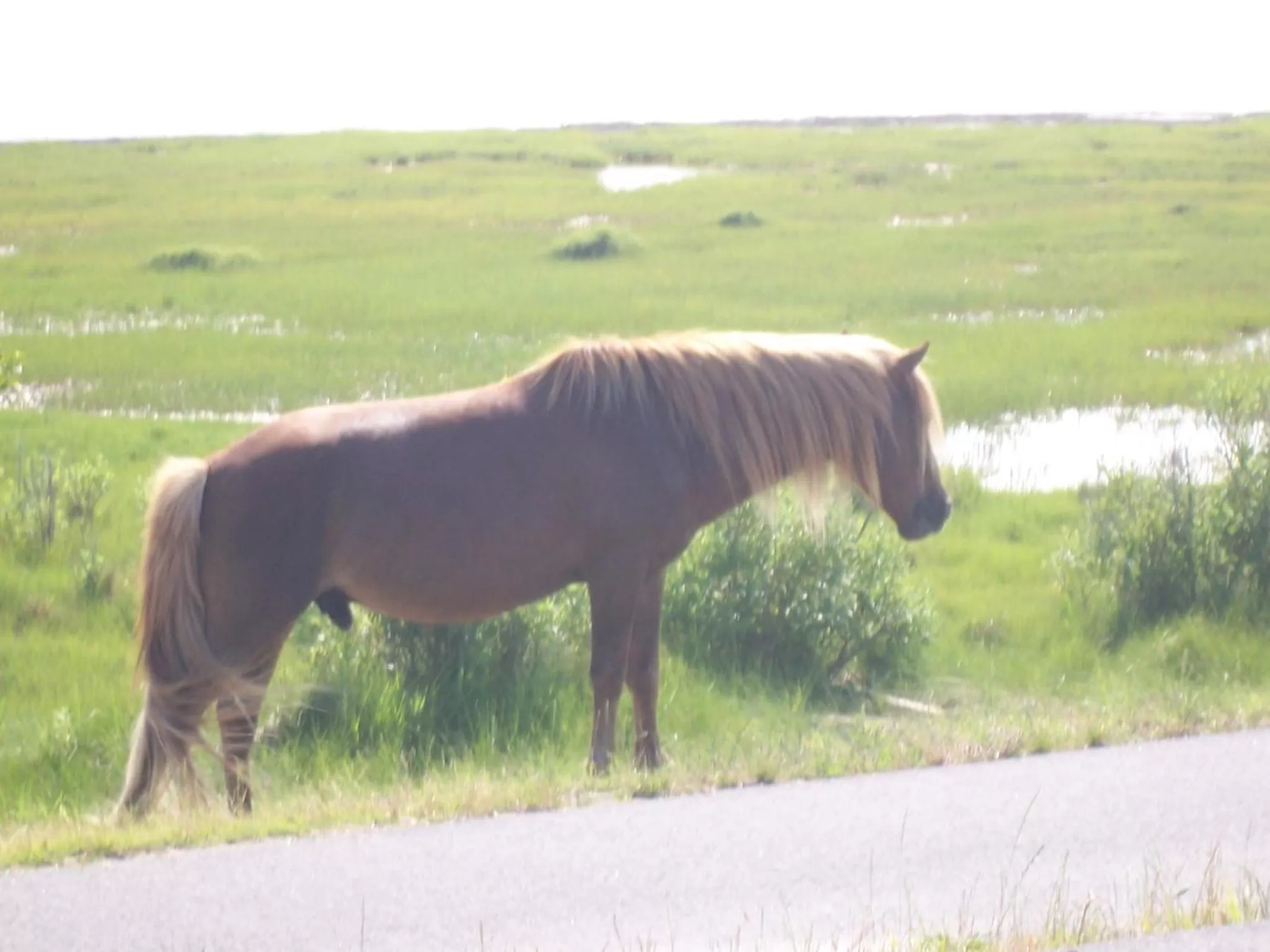 Day, Other Animals in Atlantic House Bed & Breakfast