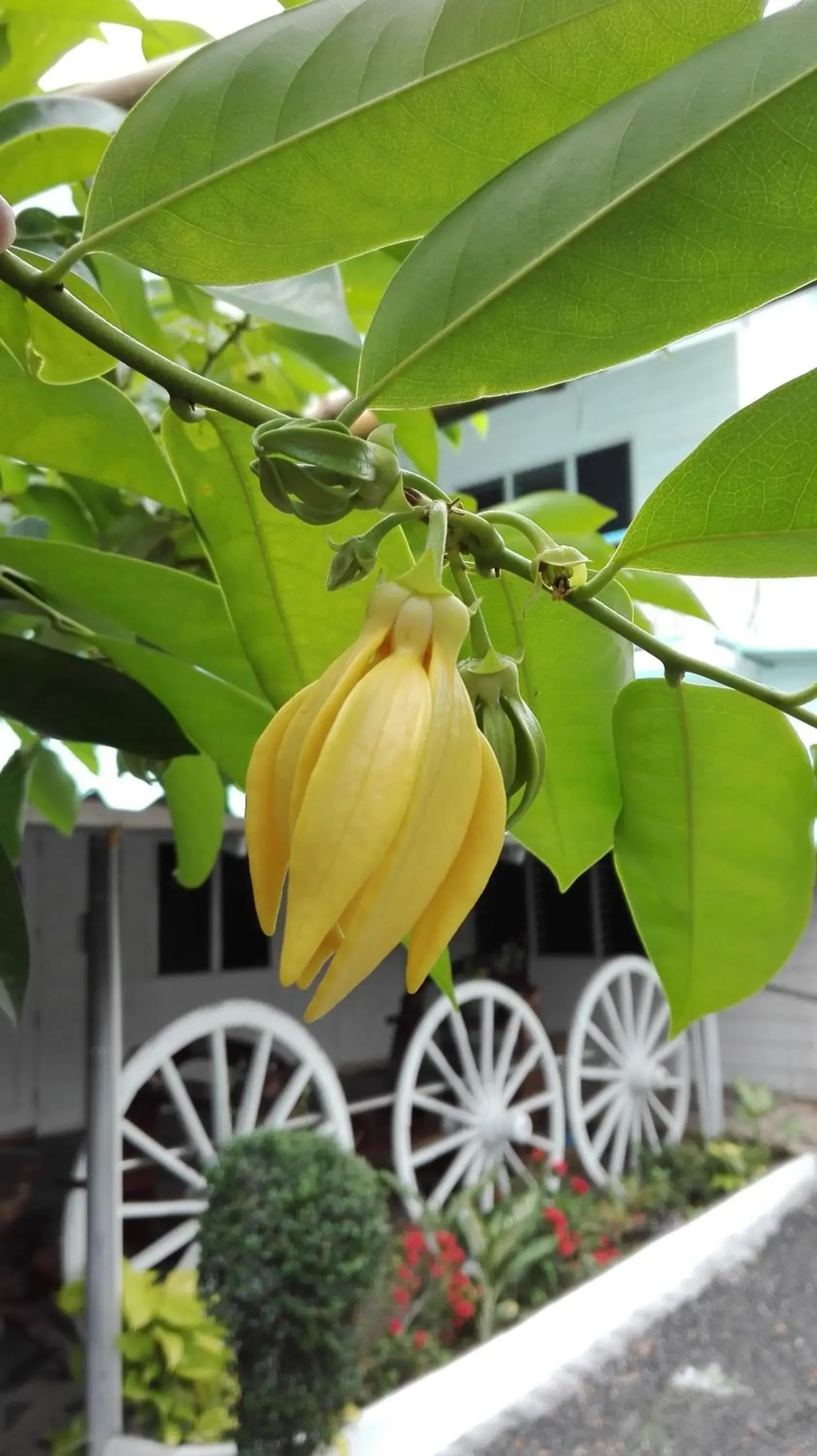 Garden in P California Inter Hostel