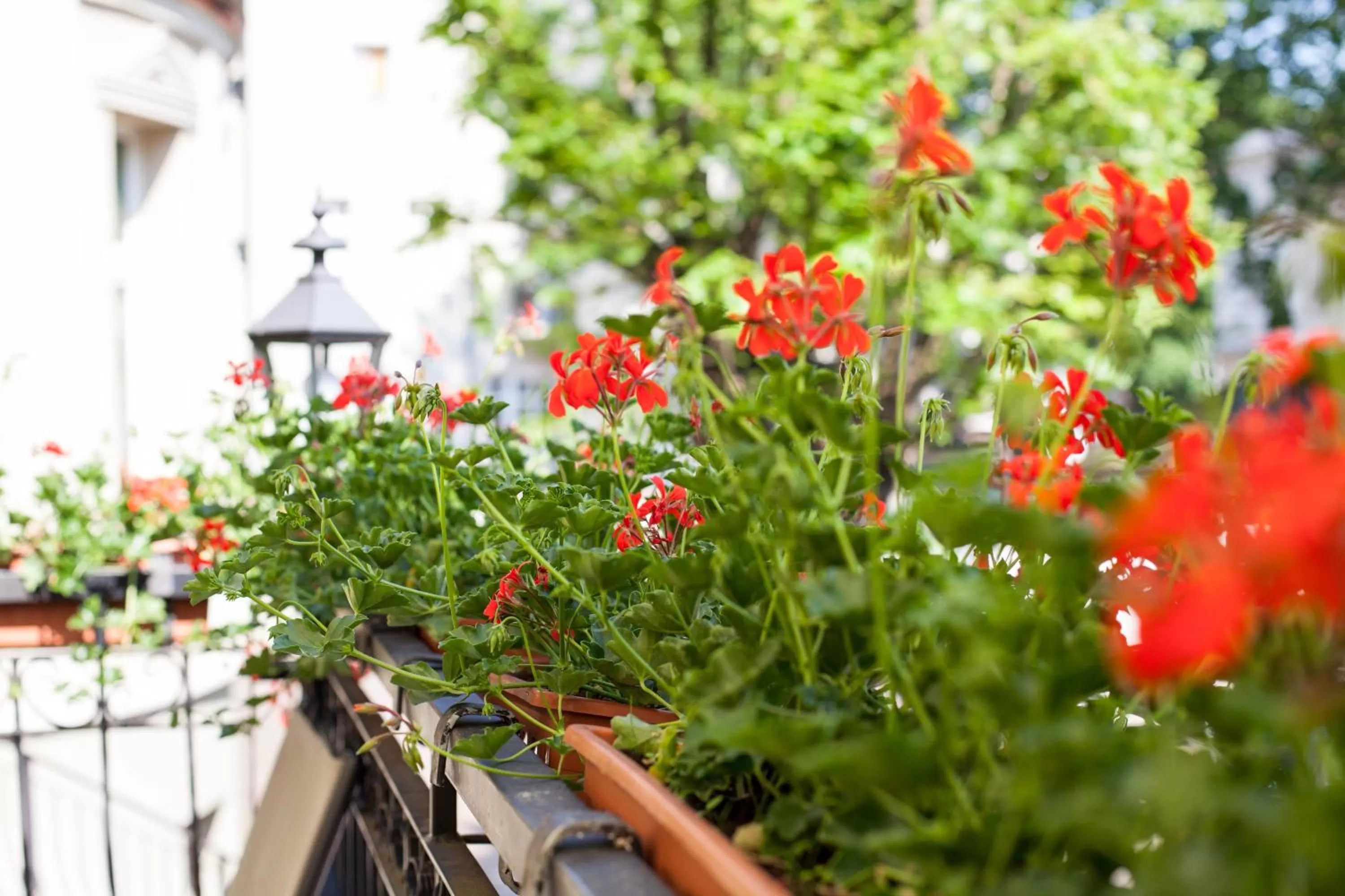 Garden in Hotel Atena