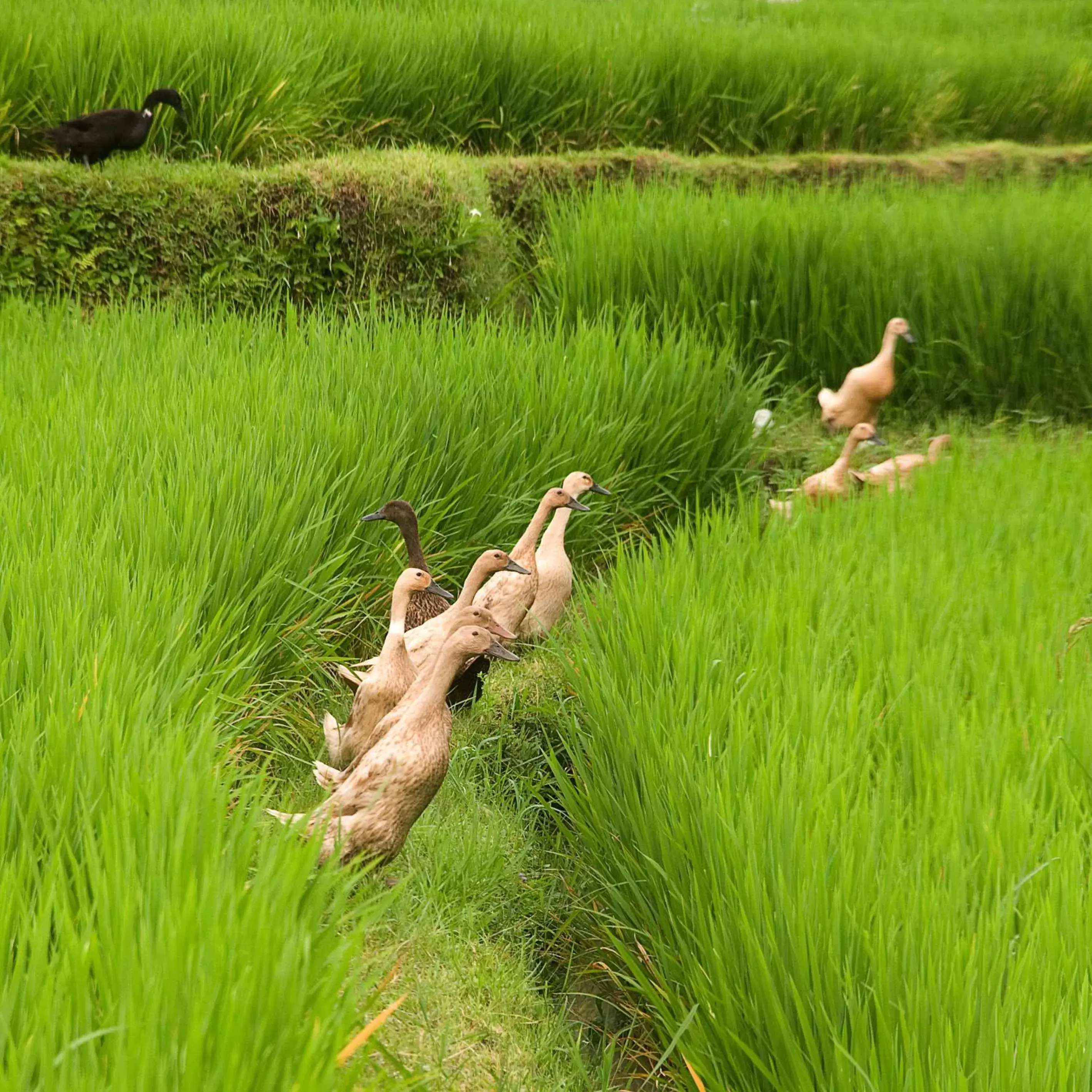 Area and facilities, Other Animals in Sri Aksata Ubud Resort by Adyatma Hospitality