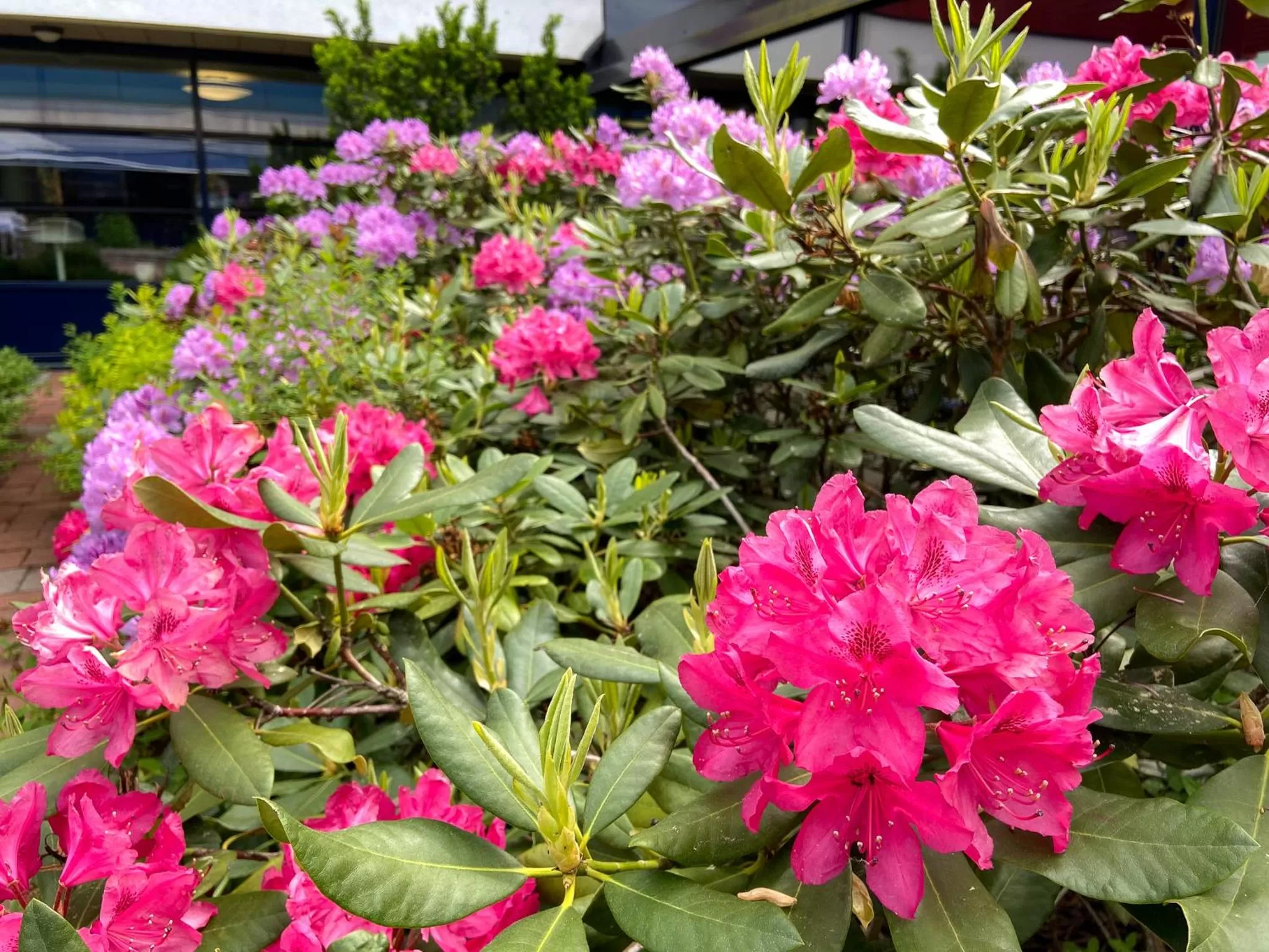Garden in Hotel Linnasmäki
