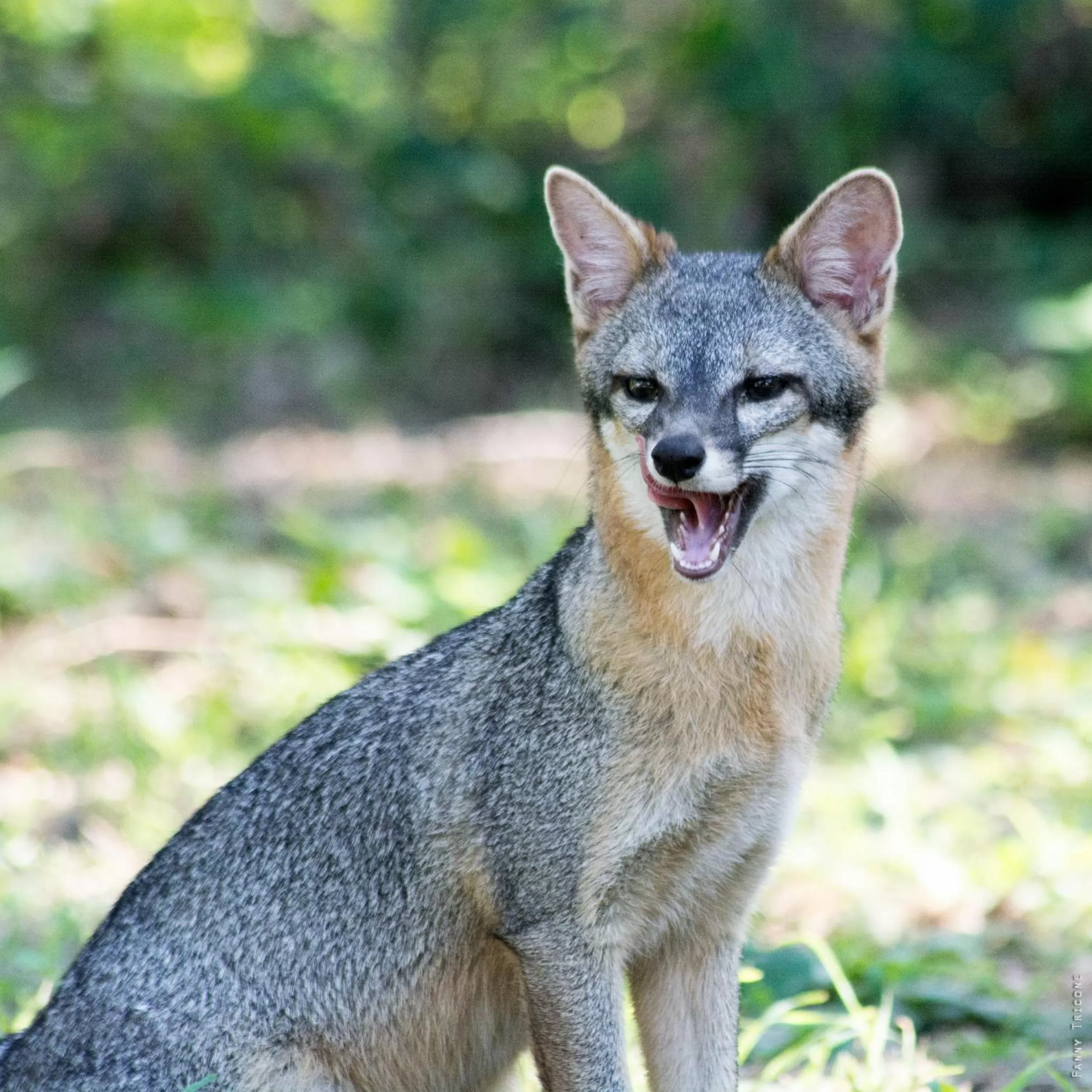 Animals in Horse Cottage