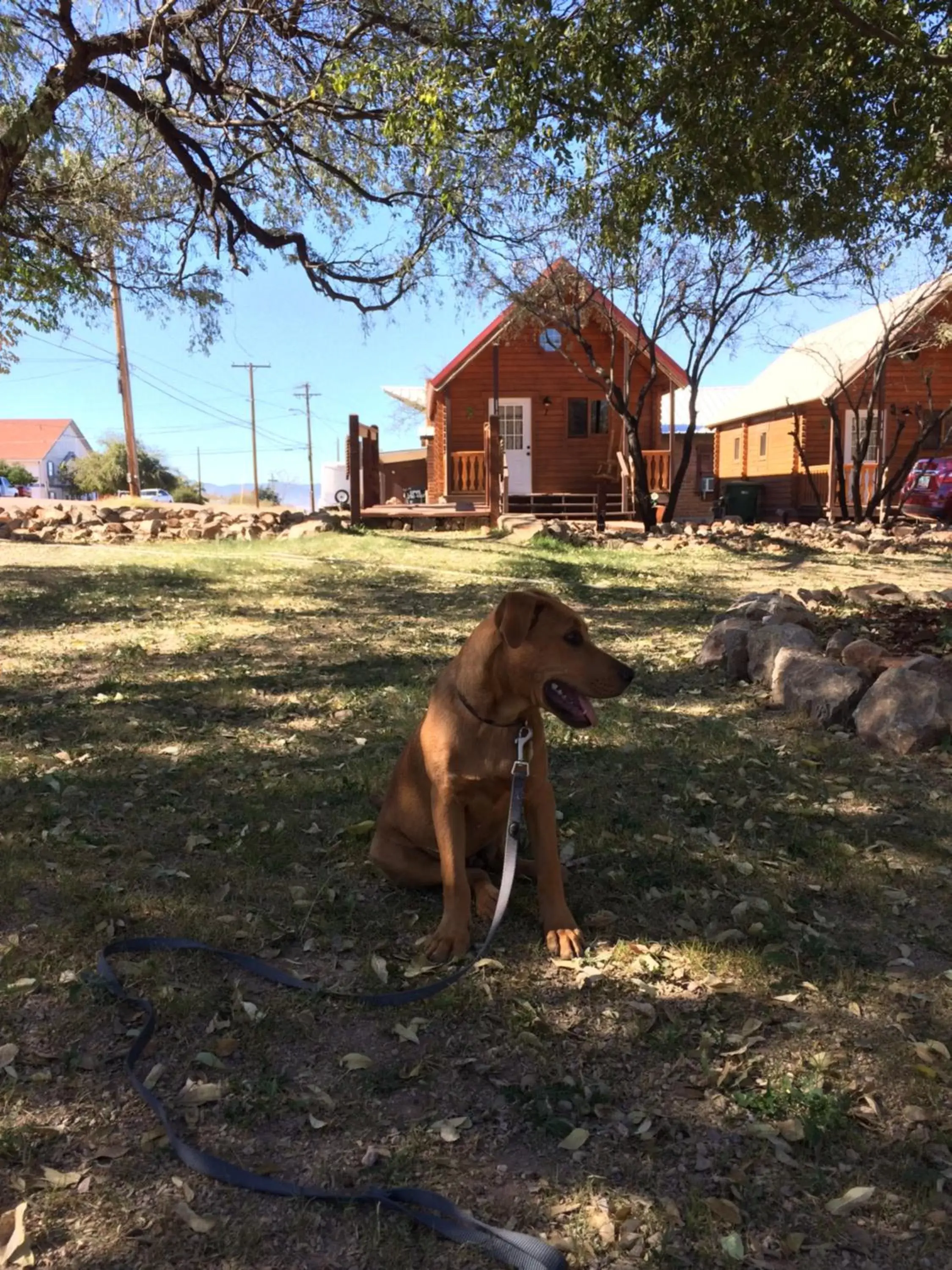 Other, Pets in Katie's Cozy Cabins