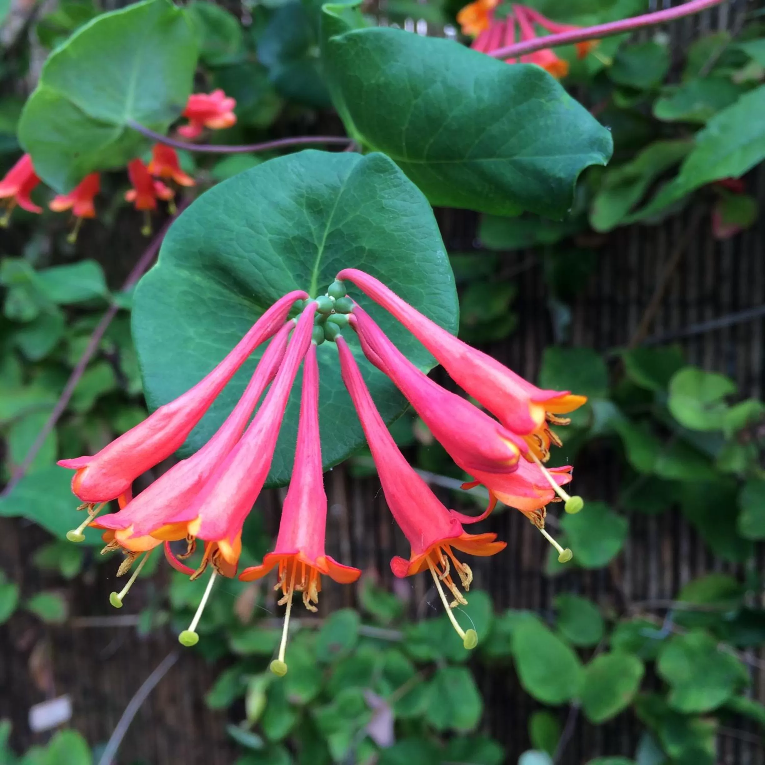 Decorative detail in Hus