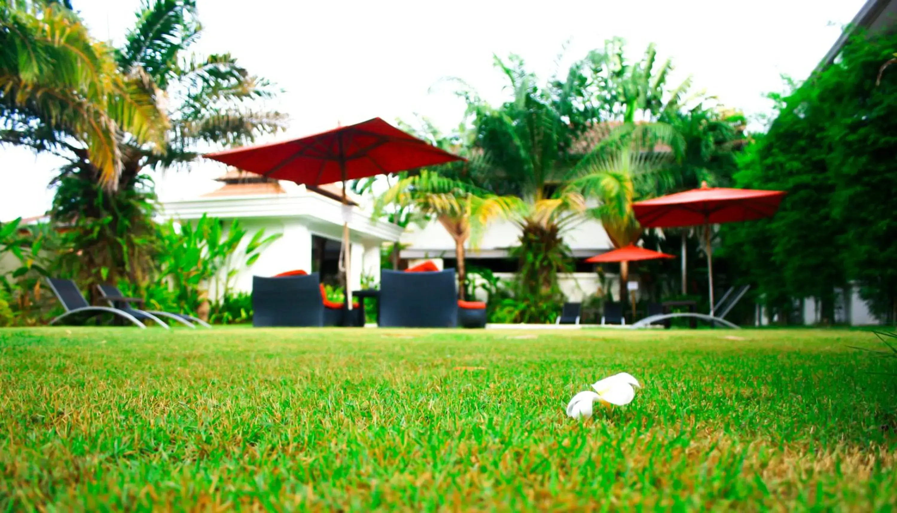 Day, Garden in Palm Grove Resort, Pattaya