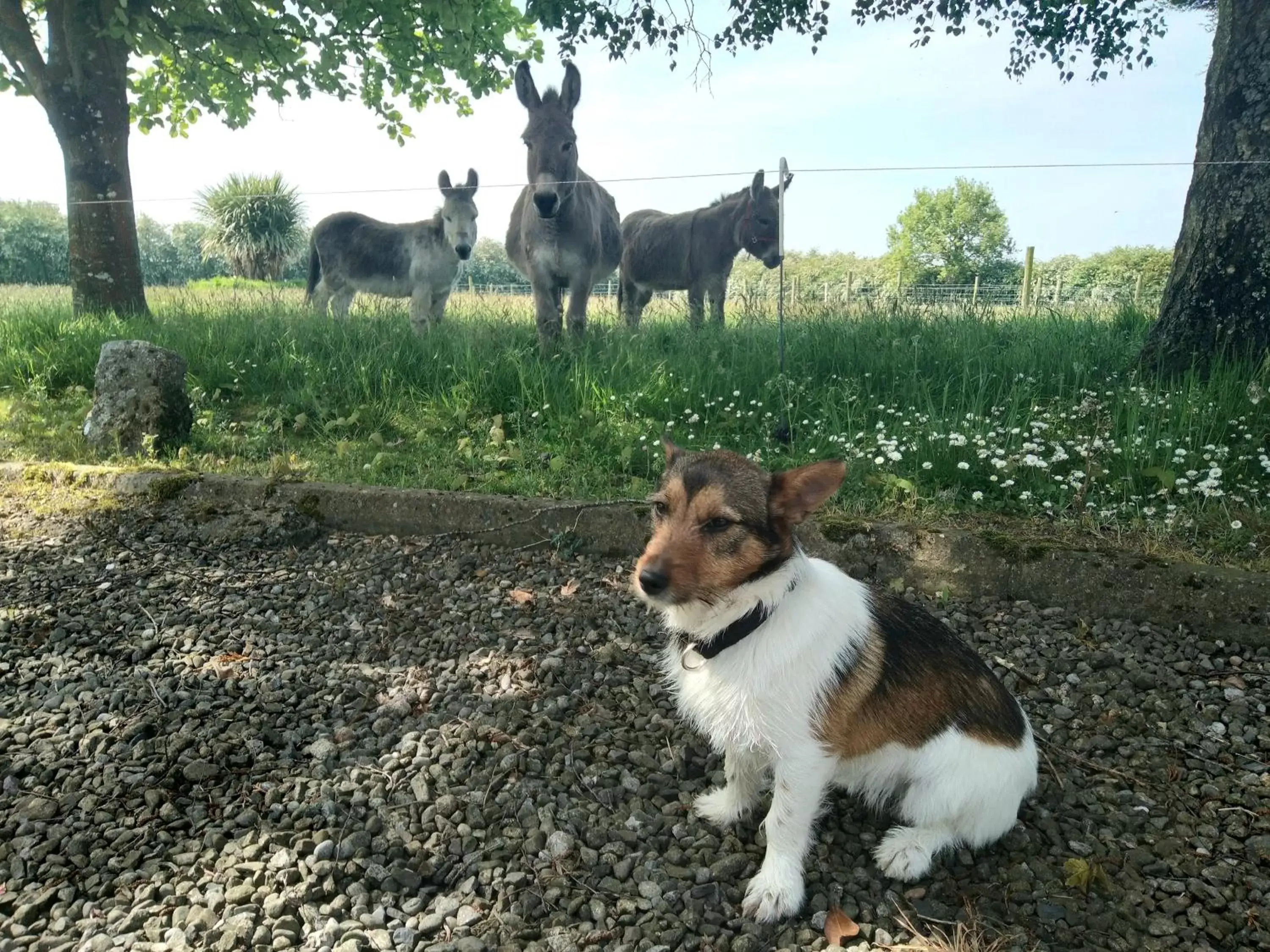 Pets in Dunroven Guest House