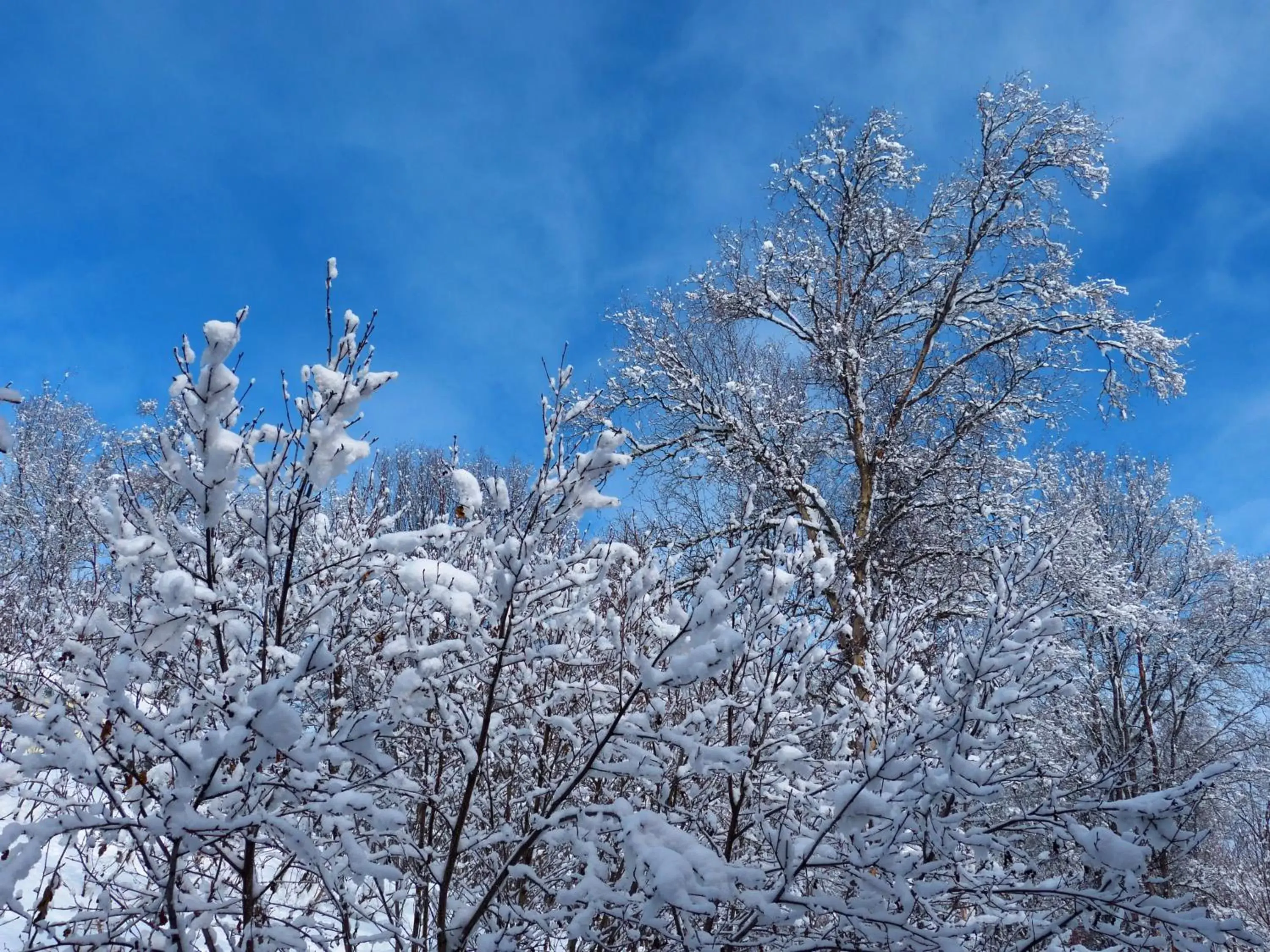 Natural landscape, Winter in Halcyon Heights B&B/Inn