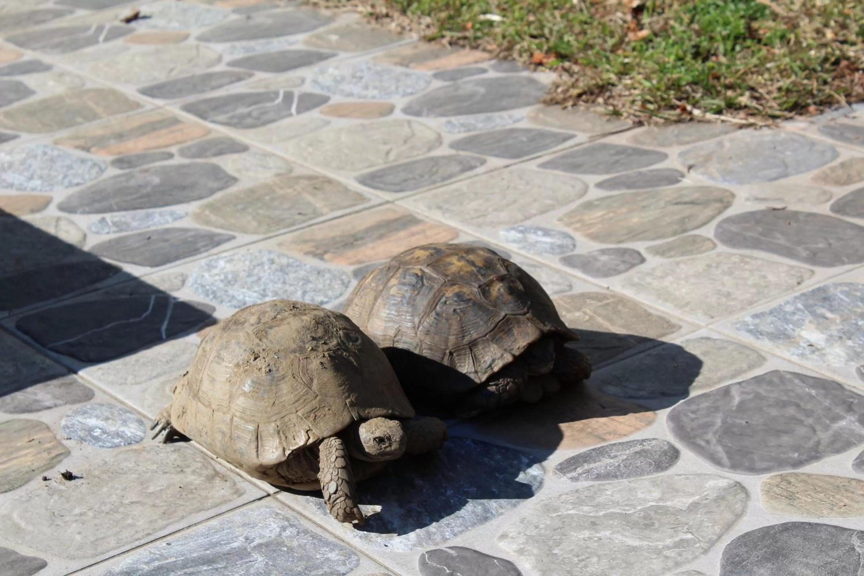 Animals in finca dos Mares