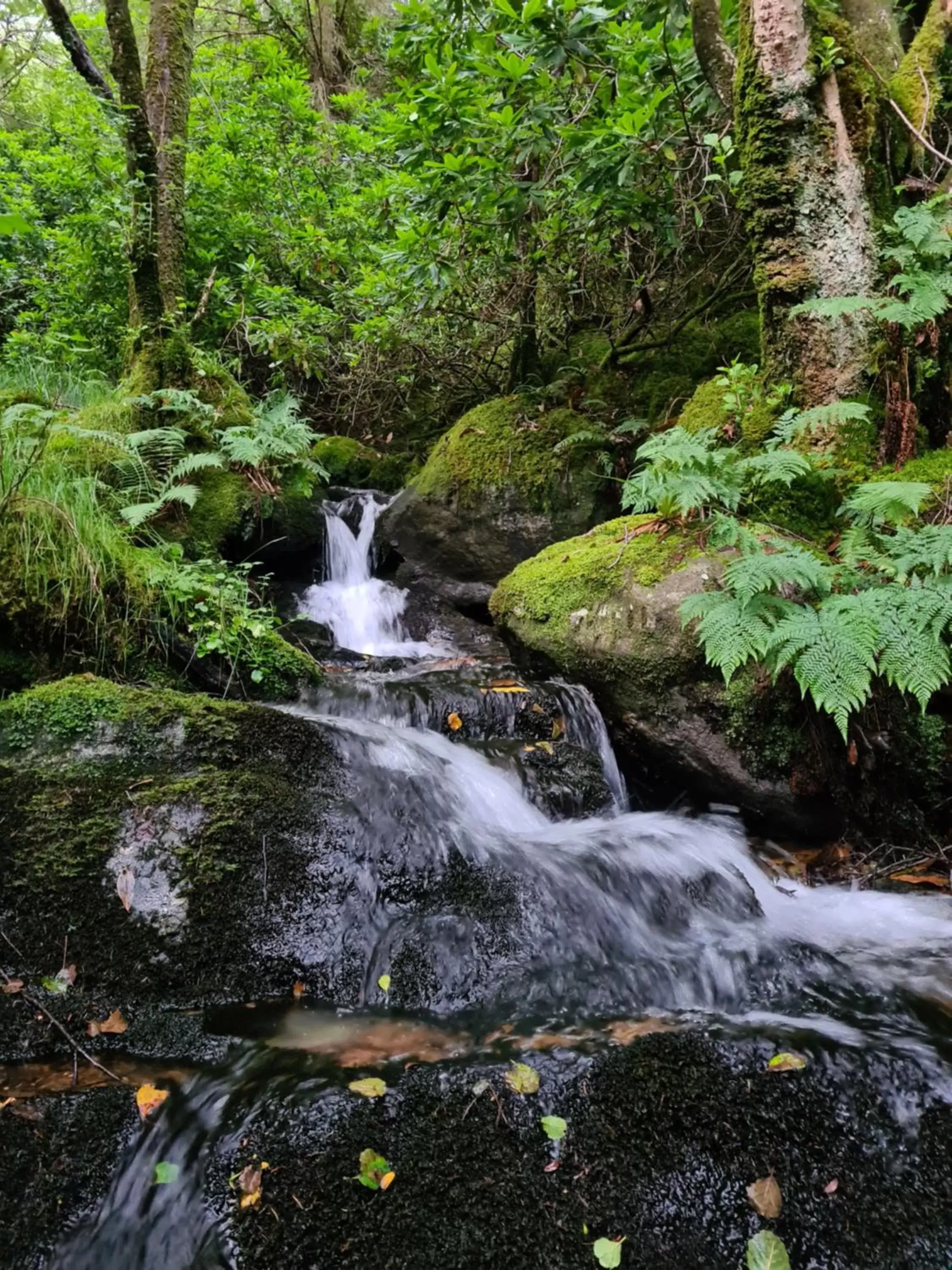 Natural Landscape in The Coylet Inn by Loch Eck