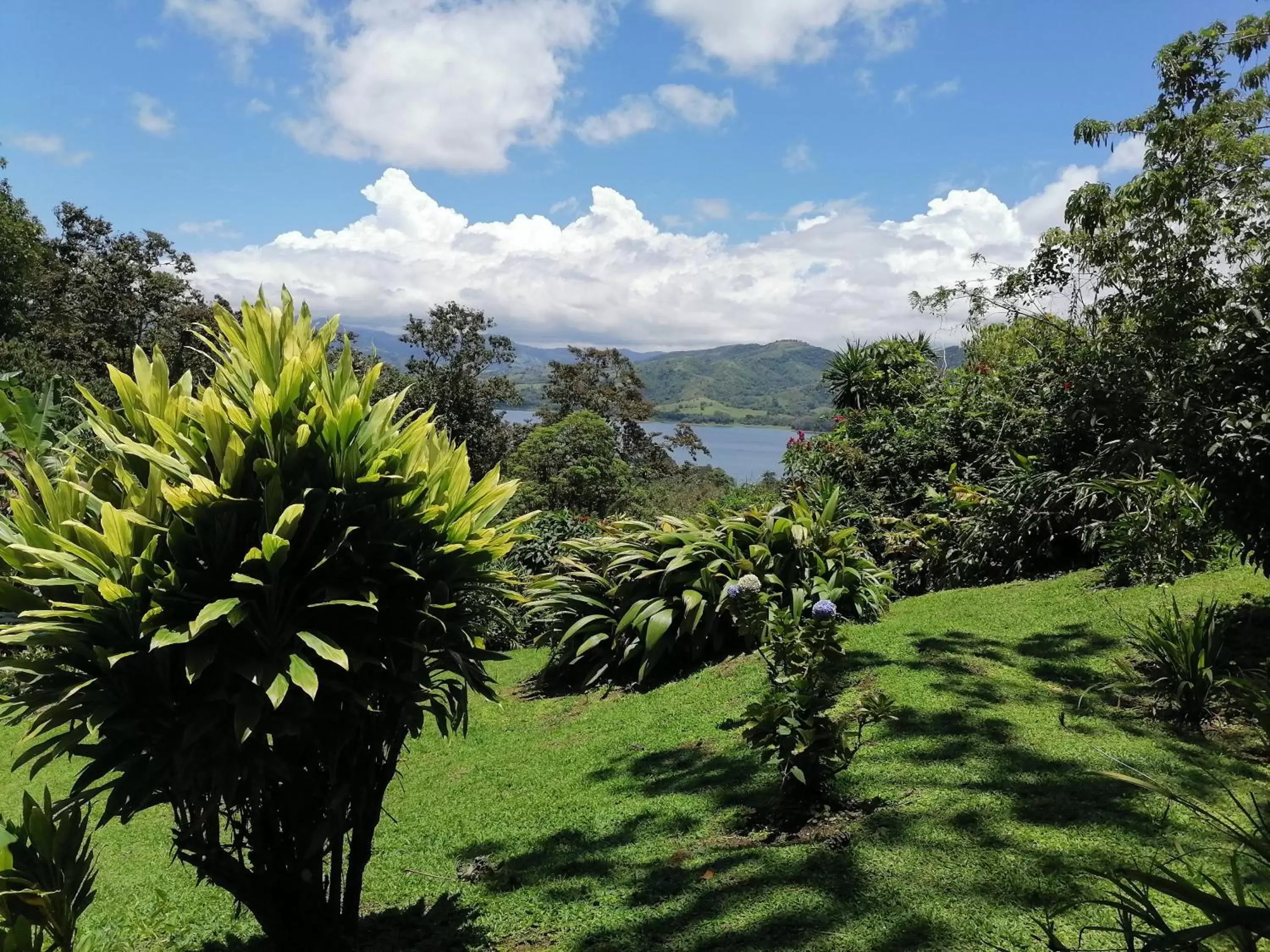 Natural landscape in La Ceiba Tree Lodge